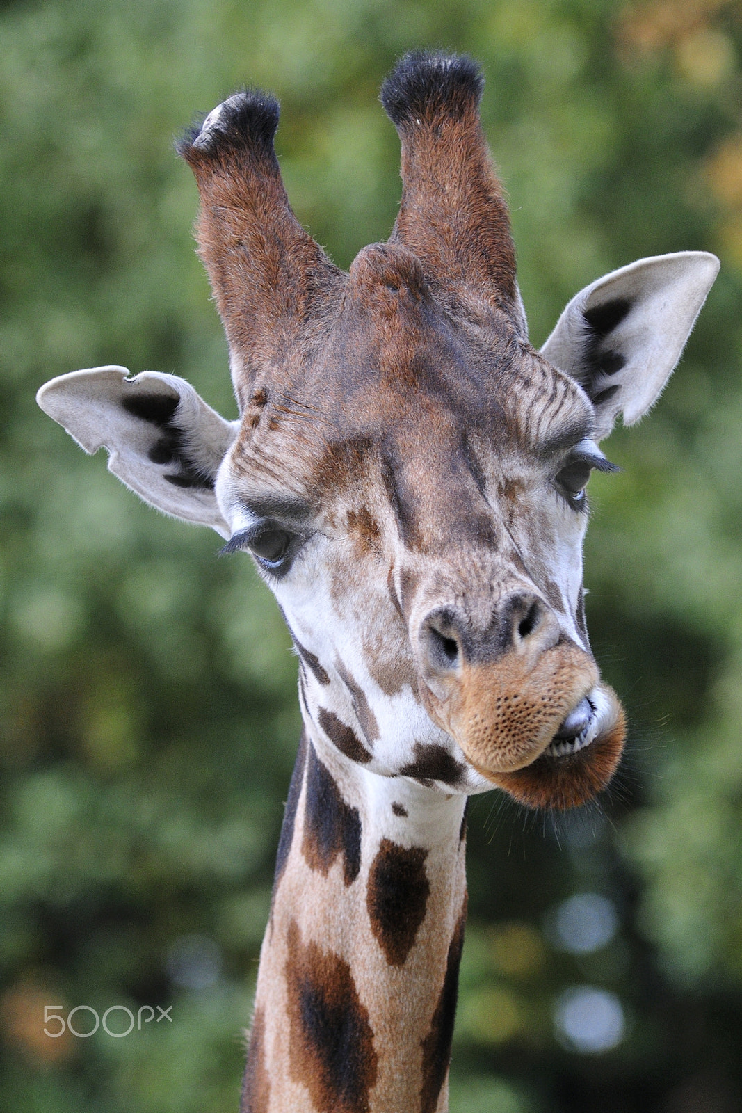 Nikon D300 + AF Nikkor 300mm f/2.8 IF-ED N sample photo. Giraffe photography