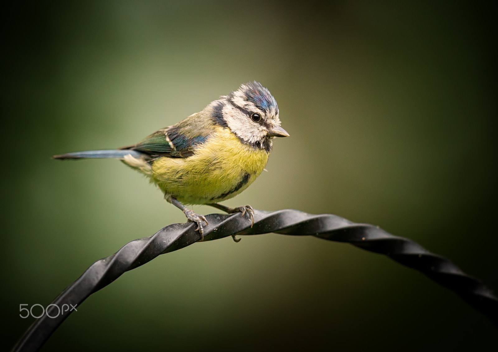 Canon EF 500mm F4L IS II USM sample photo. Bluetit photography