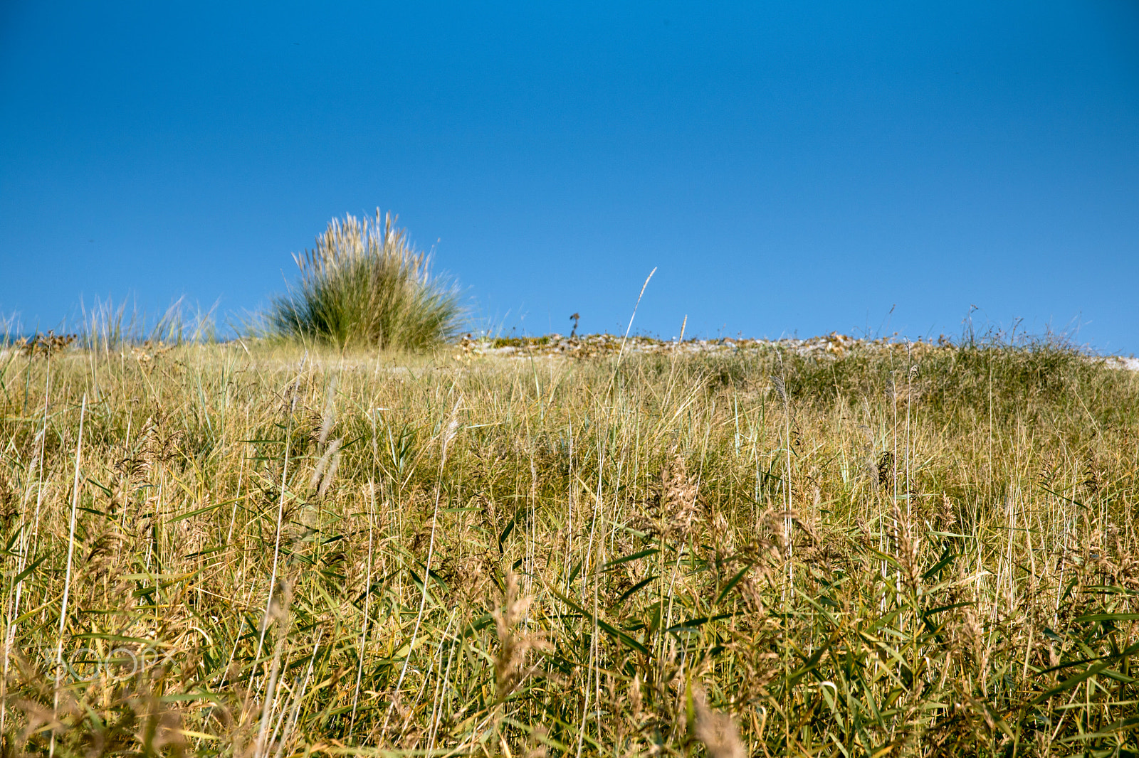 Sigma 17-70mm F2.8-4 DC Macro OS HSM sample photo. Beach grass 1 photography
