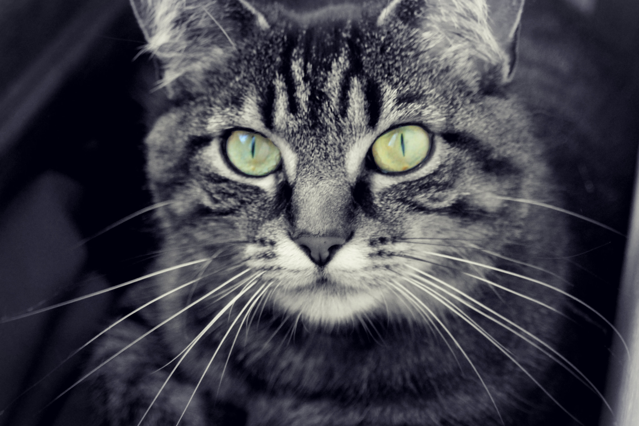 Canon EF 35-80mm f/4-5.6 USM sample photo. Cat photography