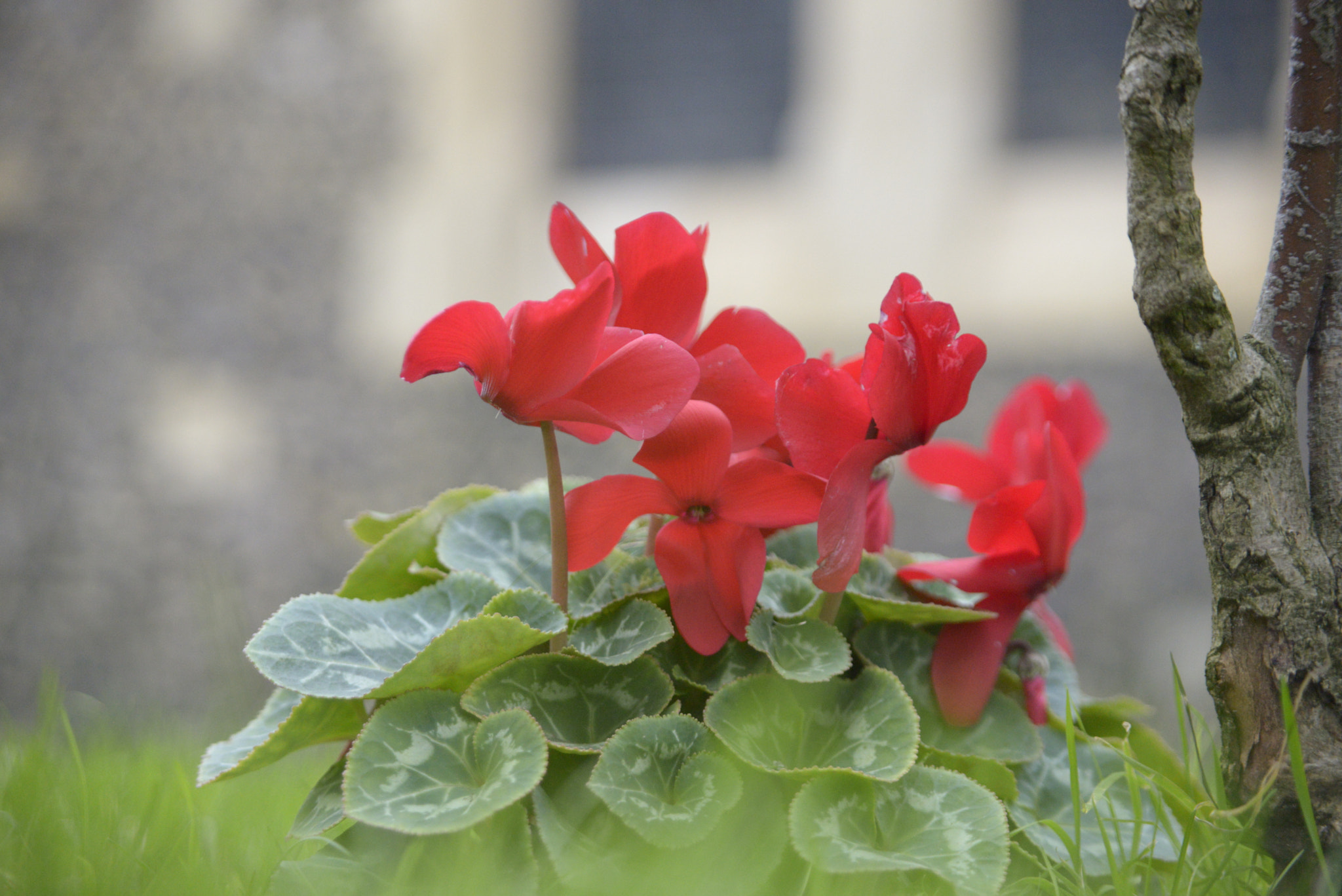 Nikon D610 + Sigma 28-105mm F2.8-4 Aspherical sample photo