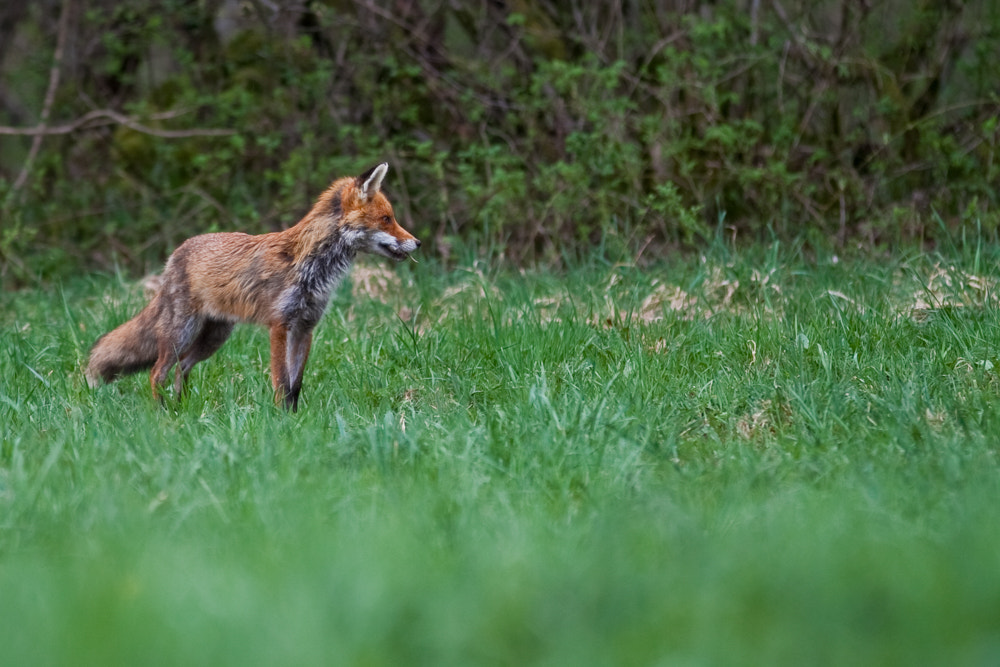 Canon EOS 50D + Canon EF 300mm F4L IS USM sample photo. Renard photography
