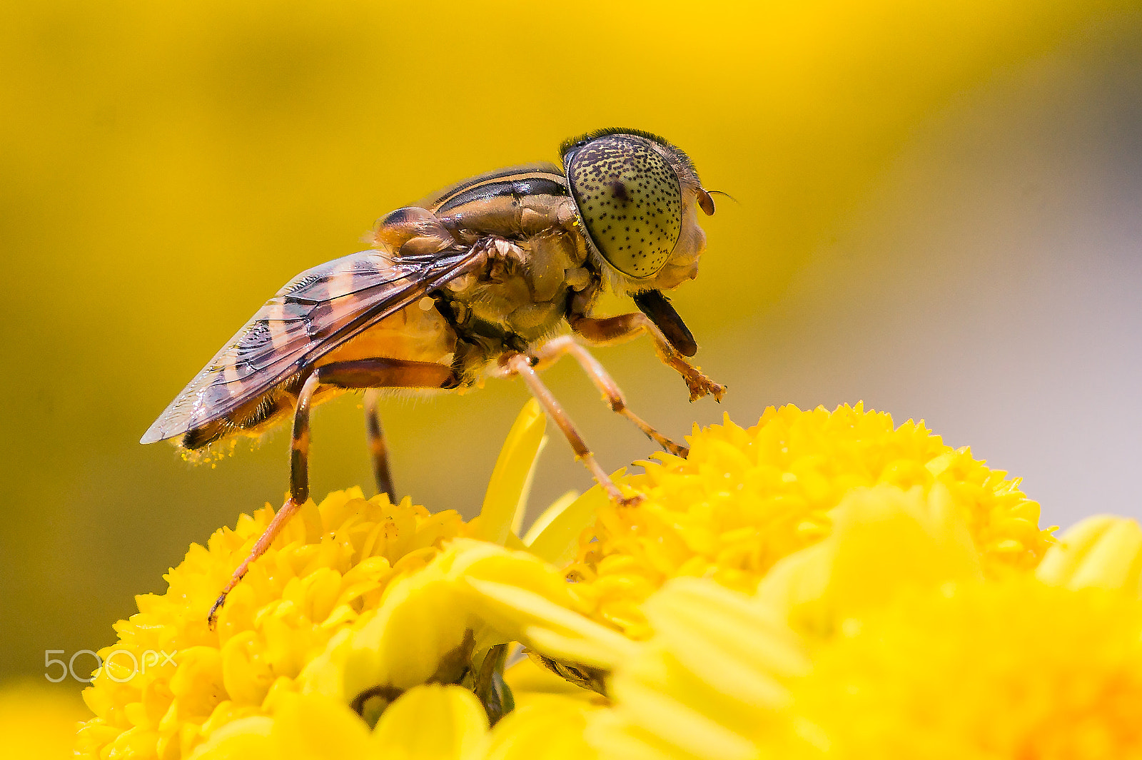 Sony Alpha DSLR-A550 + Sigma 30mm F1.4 EX DC HSM sample photo. Only a fly photography