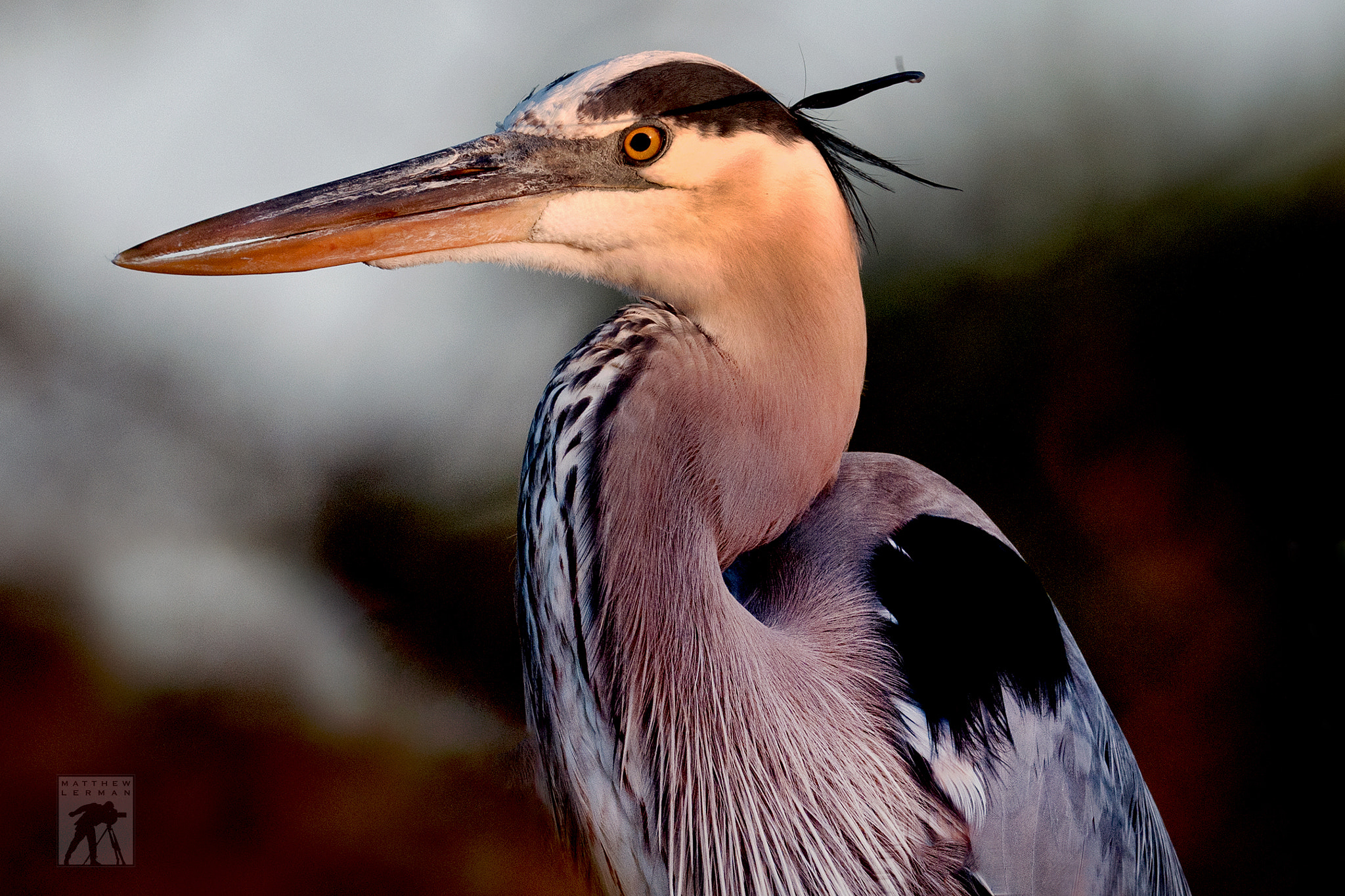 Nikon D300 + Nikon AF-S Nikkor 600mm F4G ED VR sample photo. Great blue heron sunrise photography