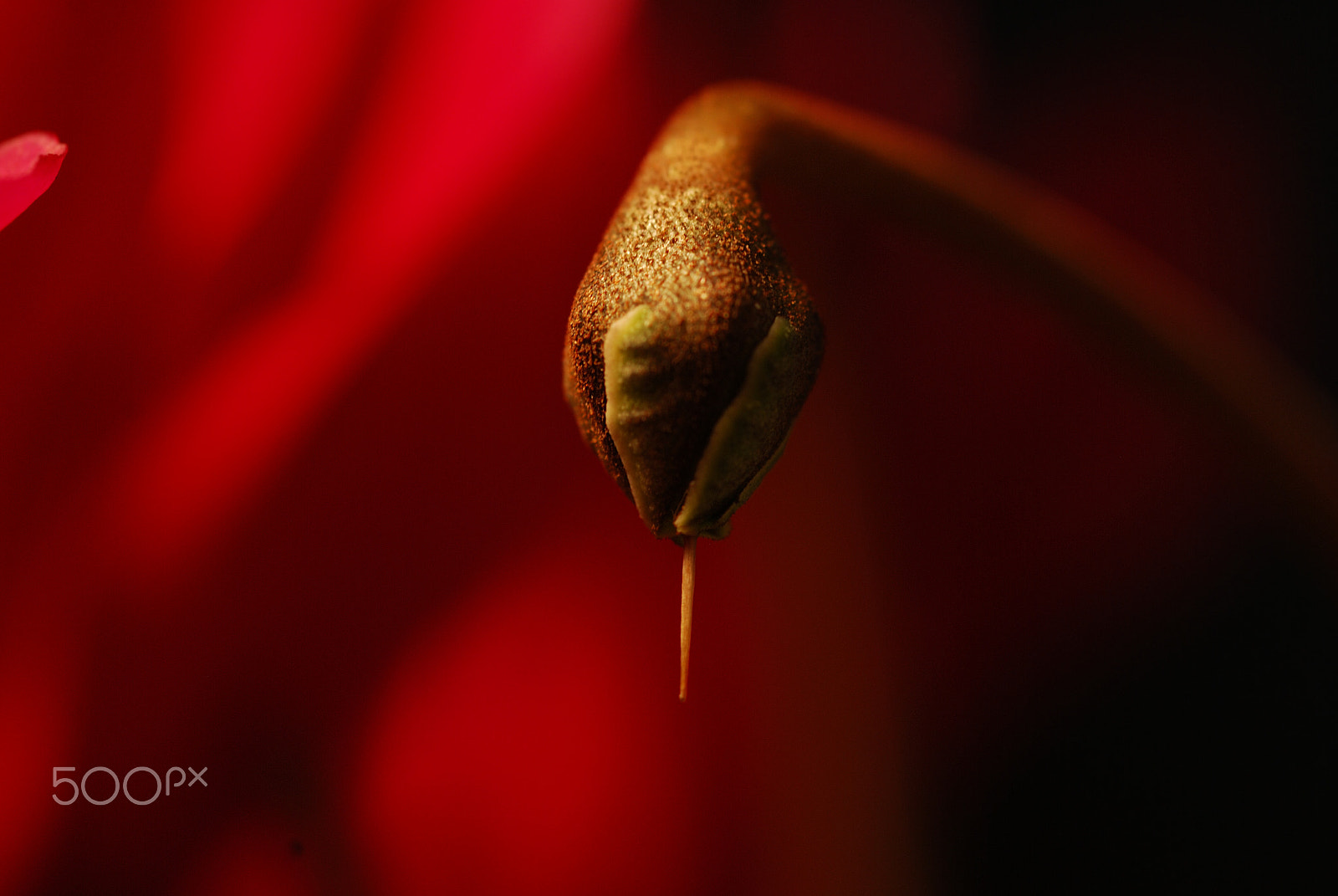 Nikon D40X + Nikon AF Micro-Nikkor 60mm F2.8D sample photo. A bud #2 photography