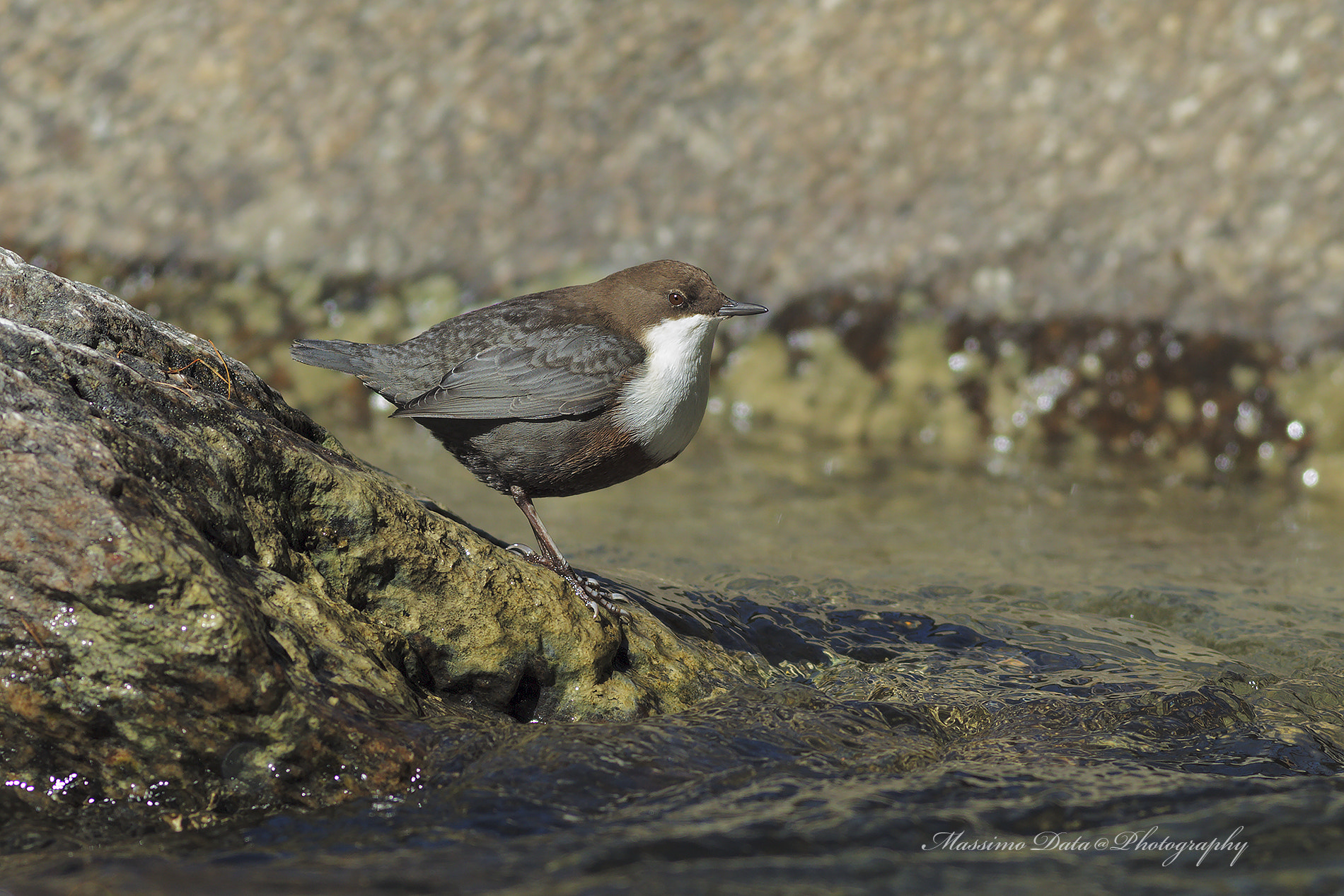 Canon EF 400mm F5.6L USM sample photo. Merlo acquaiolo (cinclus cinclus) photography