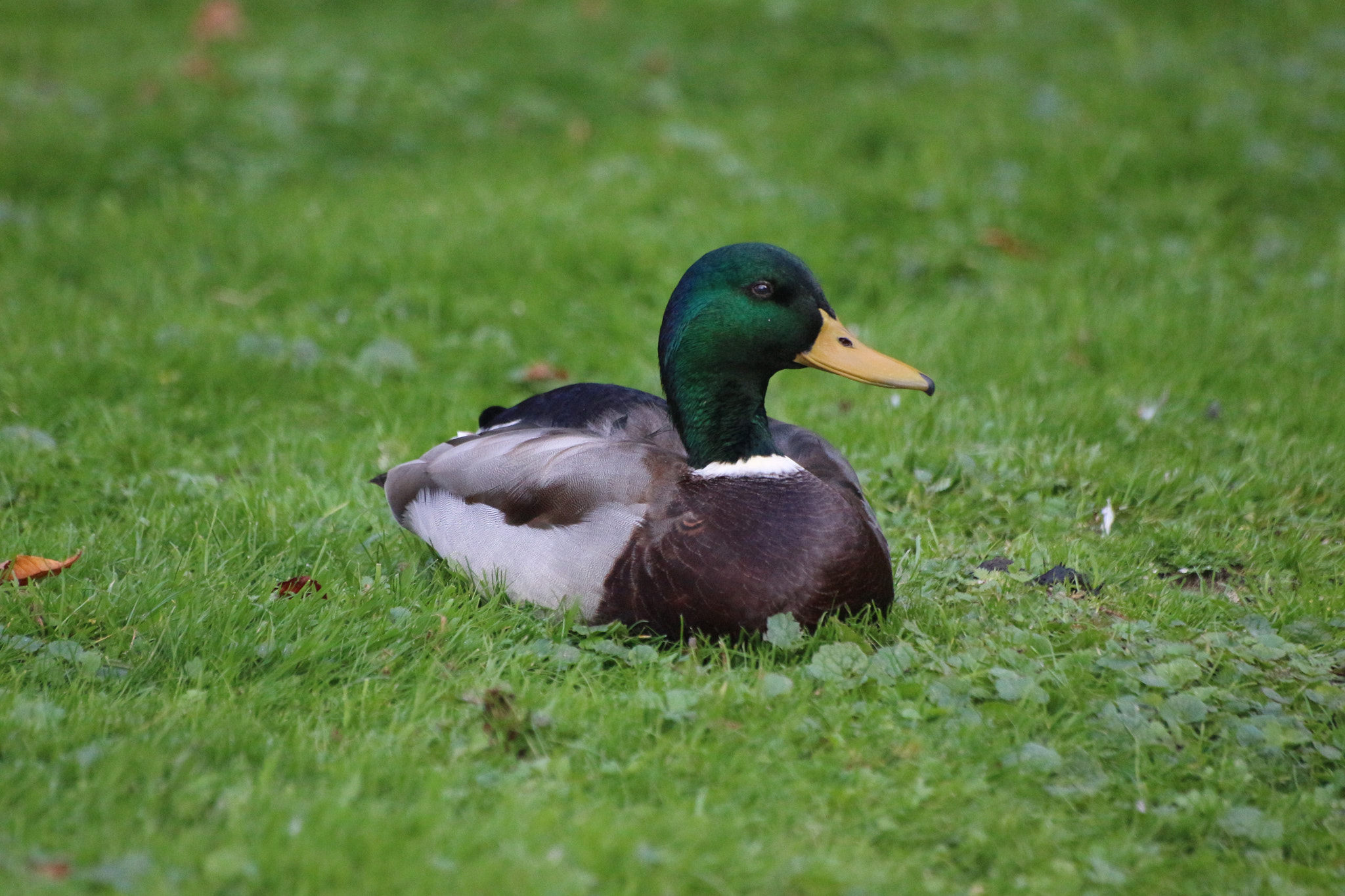 Sigma 70-300mm F4-5.6 APO DG Macro sample photo. Duck photography