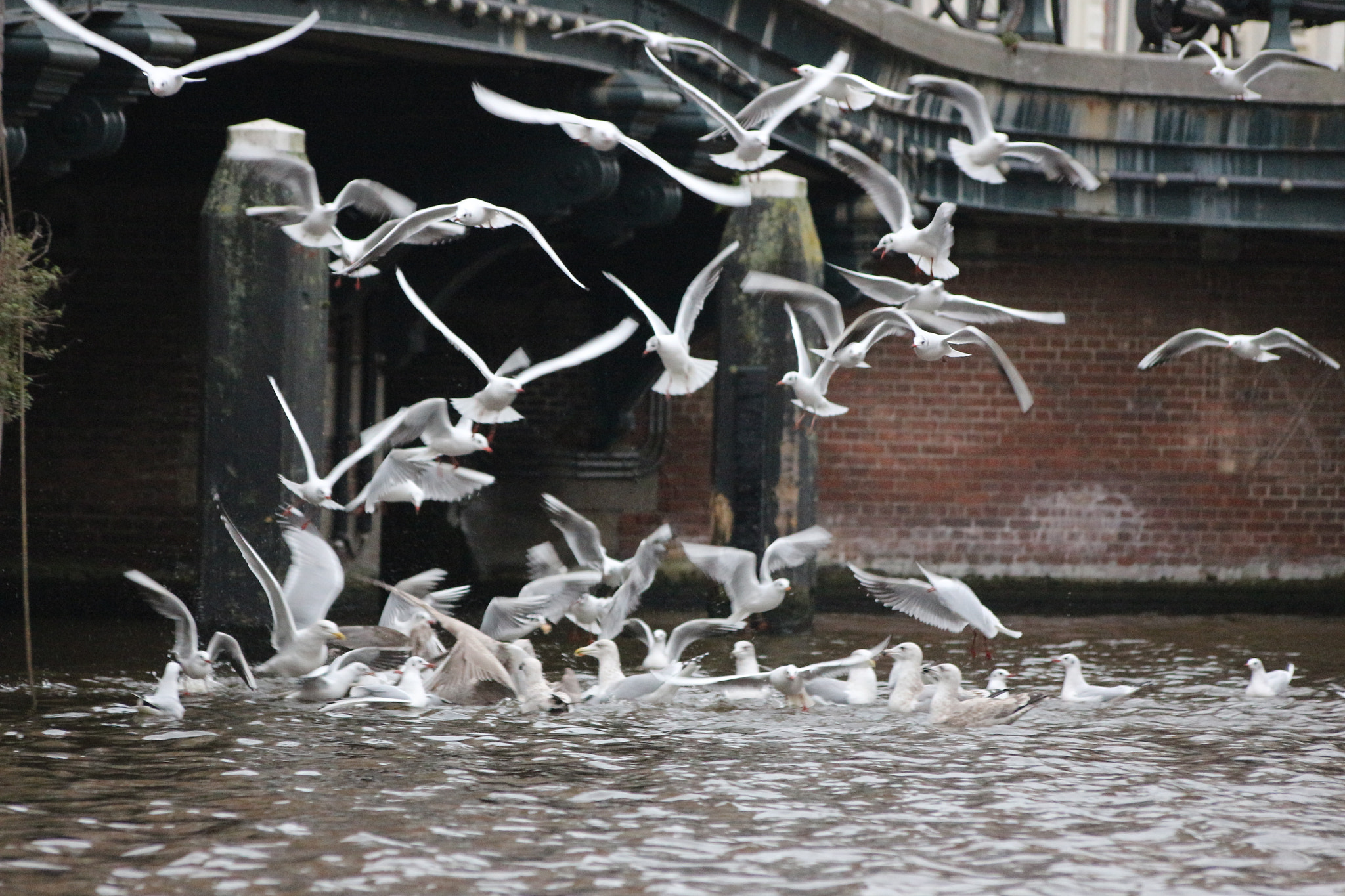 Sigma 70-300mm F4-5.6 APO DG Macro sample photo. Gulls photography