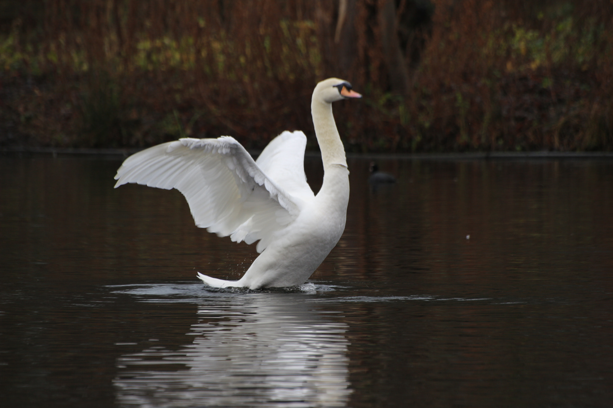 Sigma 70-300mm F4-5.6 APO DG Macro sample photo. Brid 1 photography