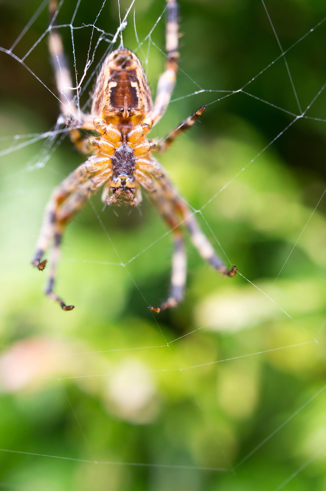 Sony Alpha NEX-5N + Sony E 30mm F3.5 Macro sample photo. Cross spider photography