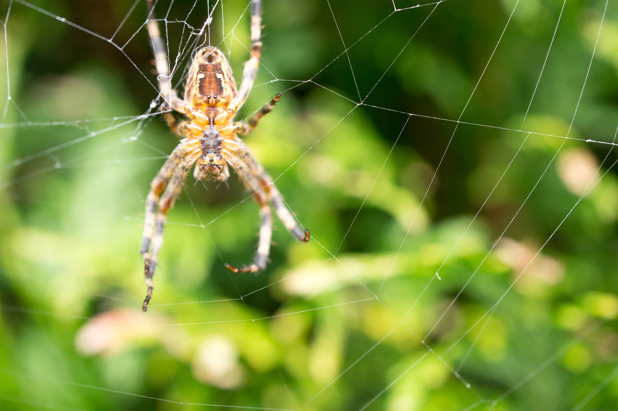 Sony Alpha NEX-5N + Sony E 30mm F3.5 Macro sample photo. Cross spider photography