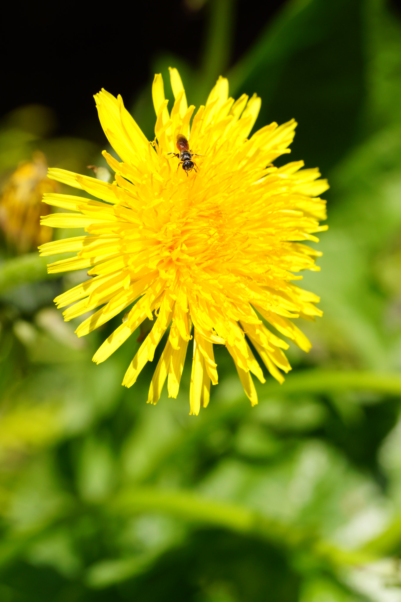 Sony SLT-A77 + Tamron Lens (255) sample photo. Dandelion flower photography