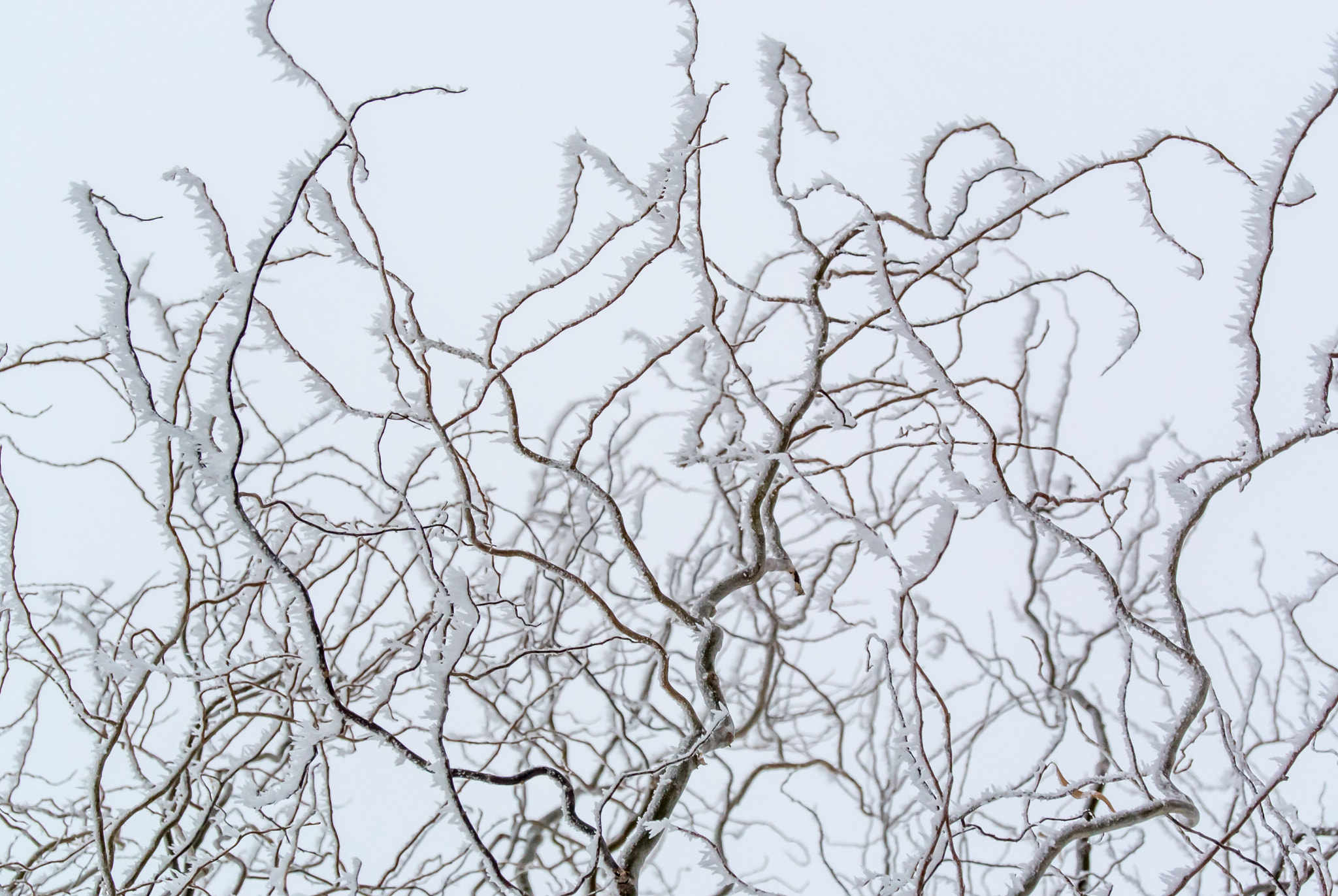 Nikon 1 Nikkor 11-27.5mm F3.5-5.6 sample photo. Frozen branches photography