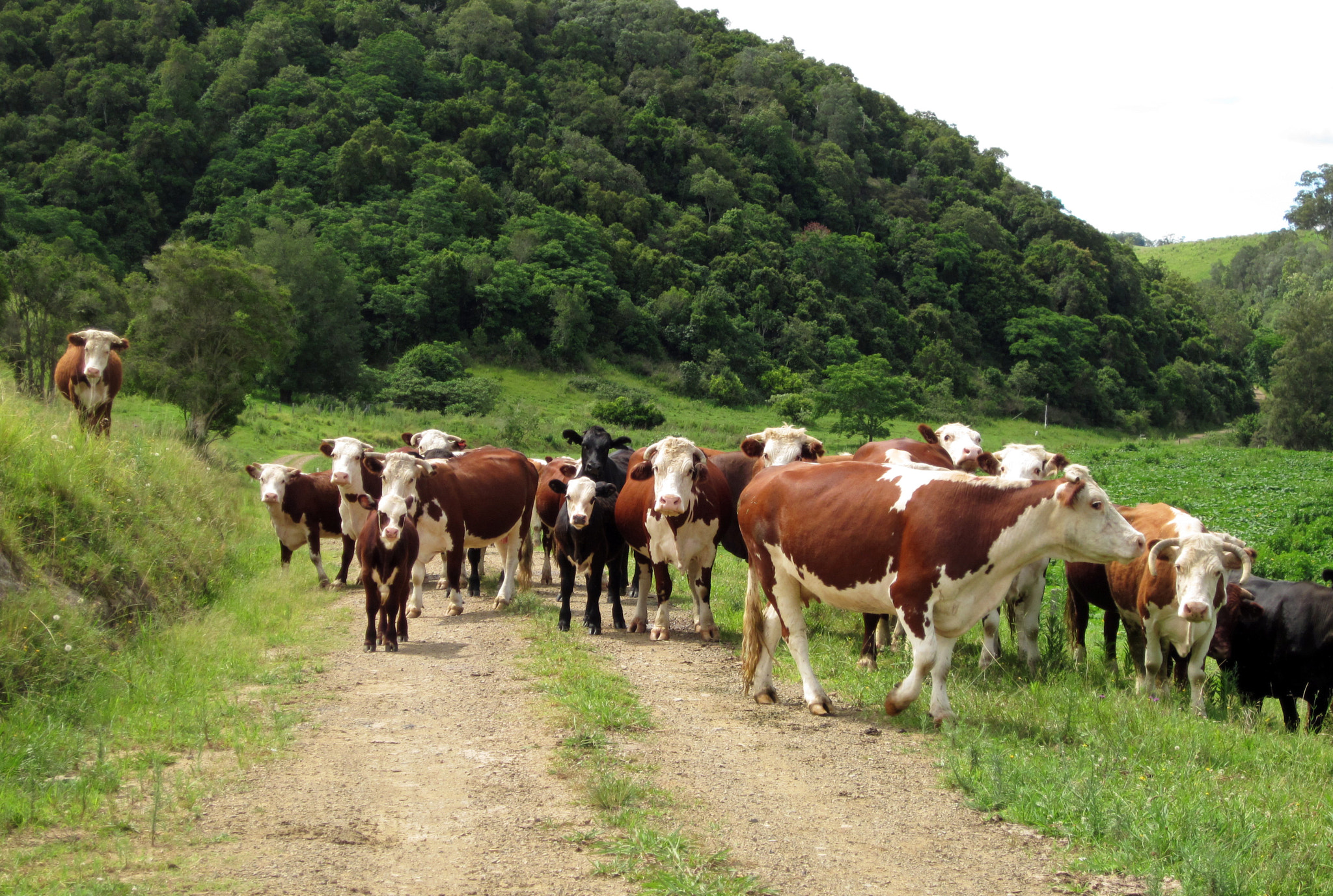 Canon PowerShot SD1300 IS (IXUS 105 / IXY 200F) sample photo. Cattle photography
