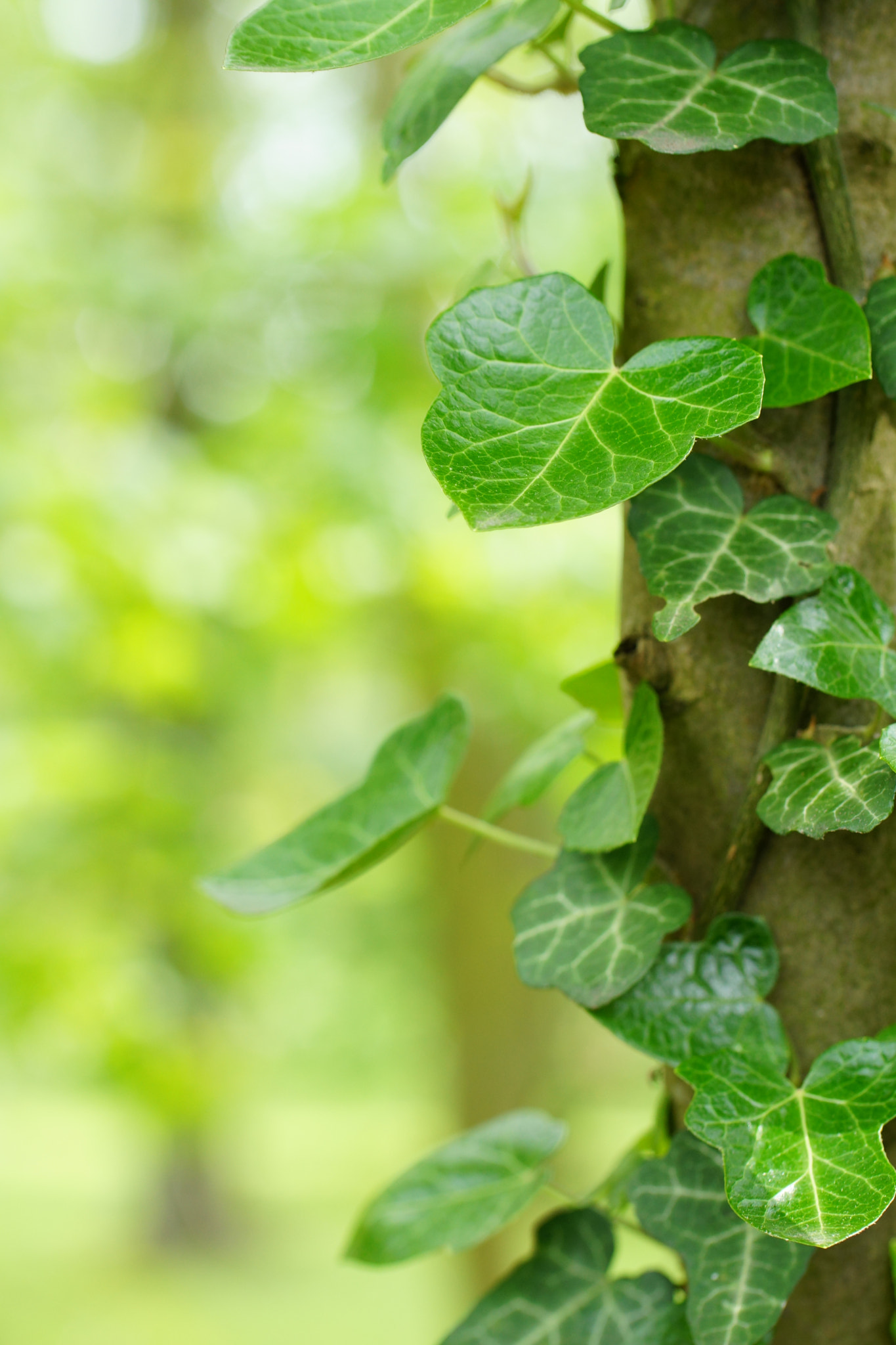 Sony SLT-A77 + Tamron Lens (255) sample photo. Climbing ivy photography
