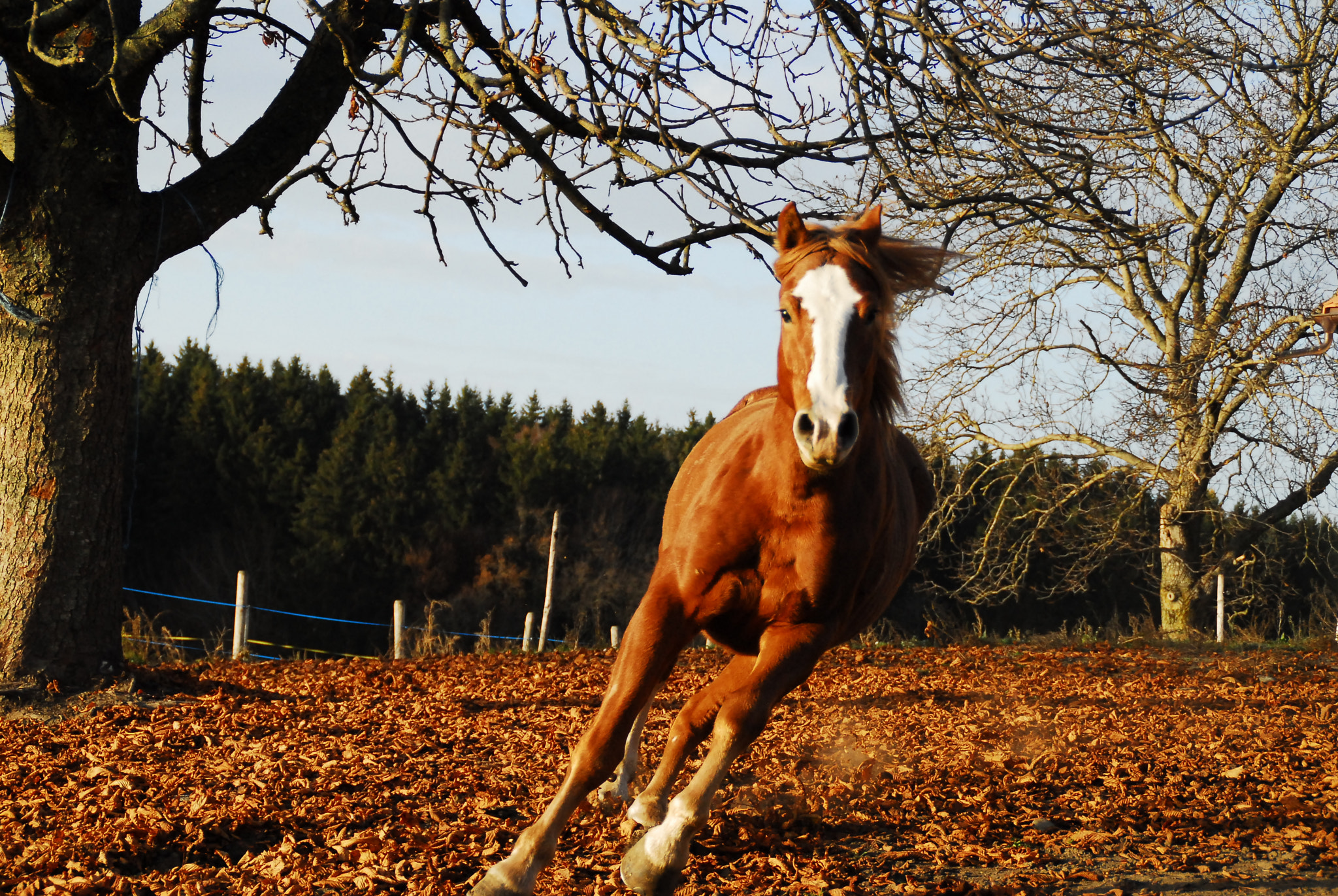 Nikon D200 sample photo. Born to be wild photography