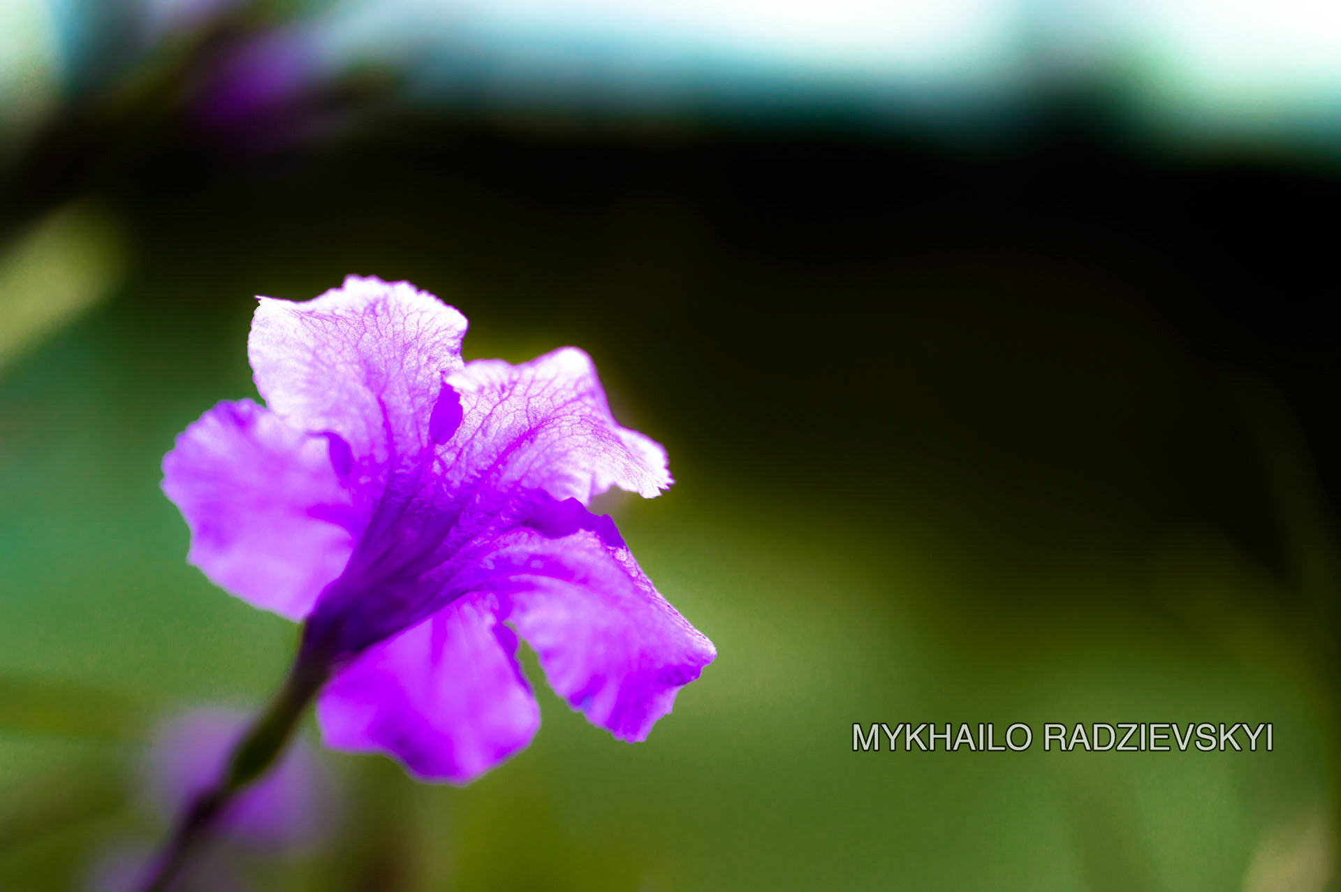 Nikon D3200 + Sigma 35mm F1.4 DG HSM Art sample photo. Purple flower photography