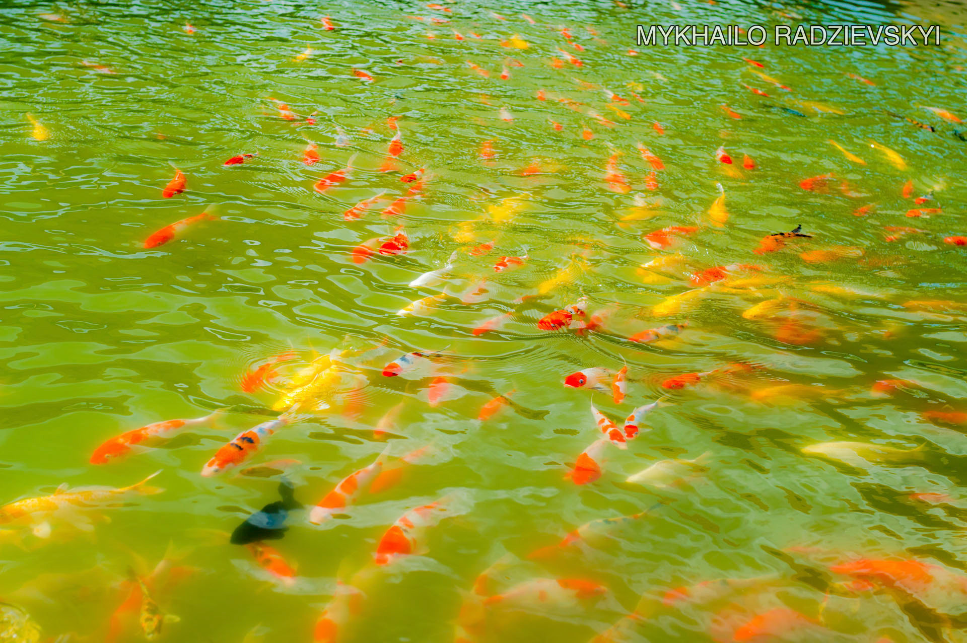 Nikon D3200 + Sigma 35mm F1.4 DG HSM Art sample photo. Fish in green water photography