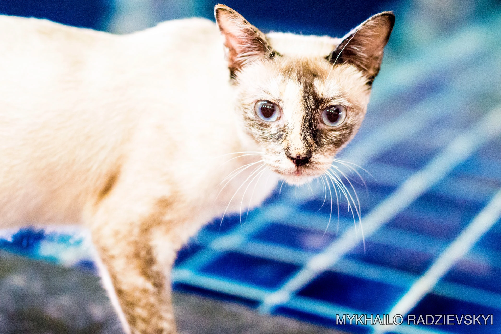 Nikon D3200 + Sigma 35mm F1.4 DG HSM Art sample photo. Cat near pool photography