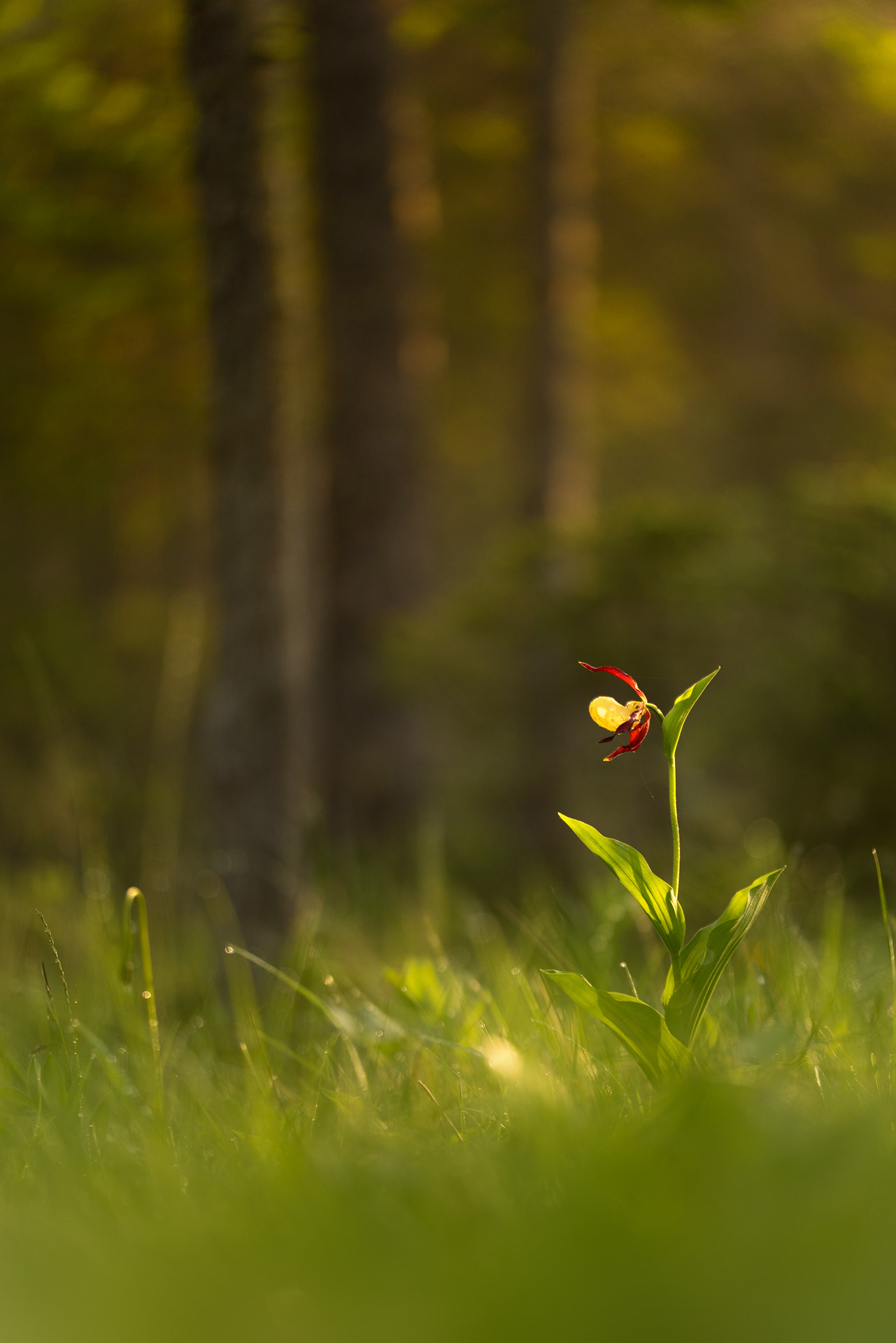 Sigma 150mm f/2.8 EX DG OS HSM APO Macro sample photo. Cypripedium calceolus photography