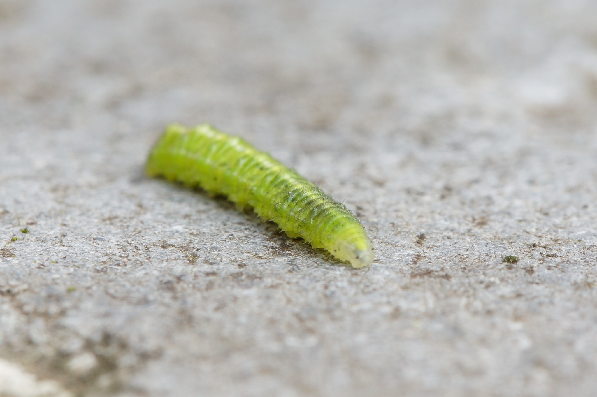 Sony SLT-A77 + Tamron Lens (255) sample photo. Green caterpillar photography