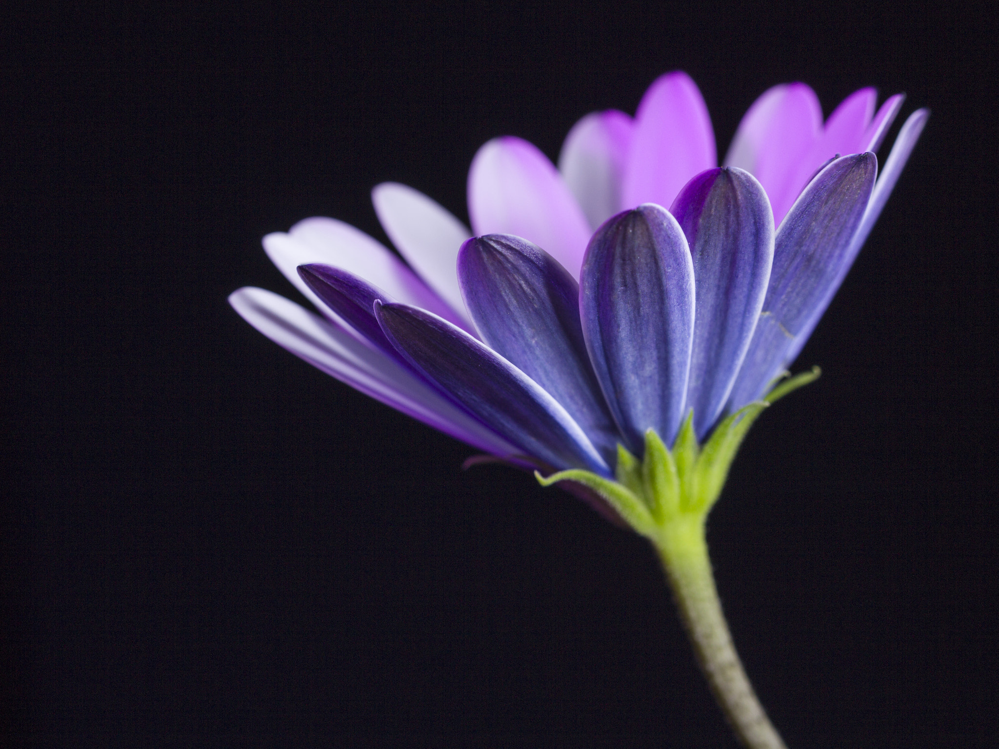 Sigma 105mm F2.8 EX DG OS HSM sample photo. Venus without mars photography