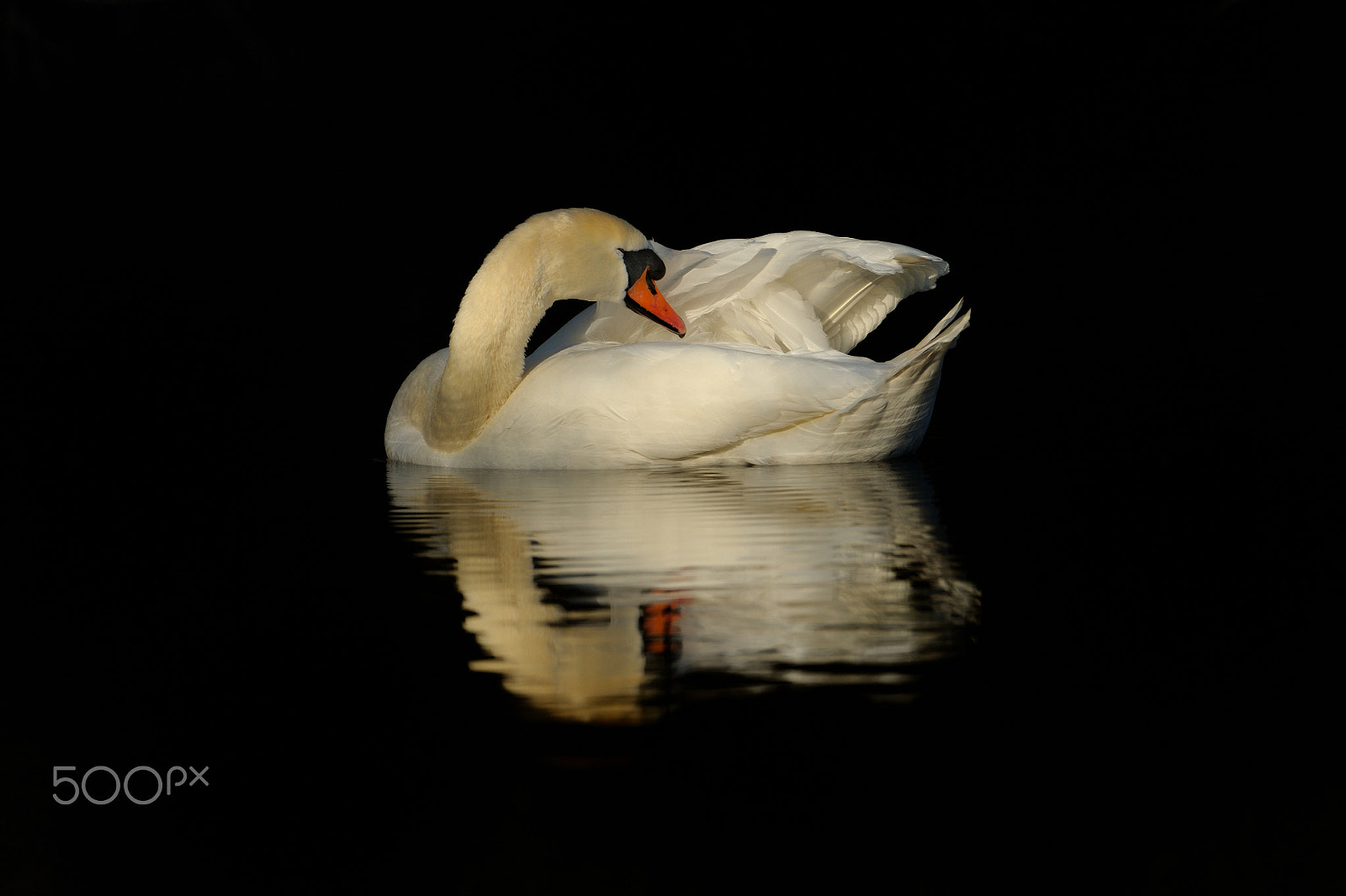 Nikon AF-S Nikkor 500mm F4G ED VR sample photo. Mute swan photography