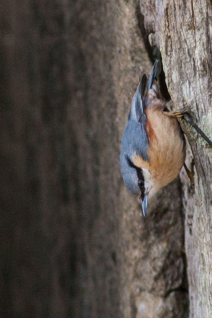 Canon EF 300mm F4L IS USM sample photo. Nuthatch photography