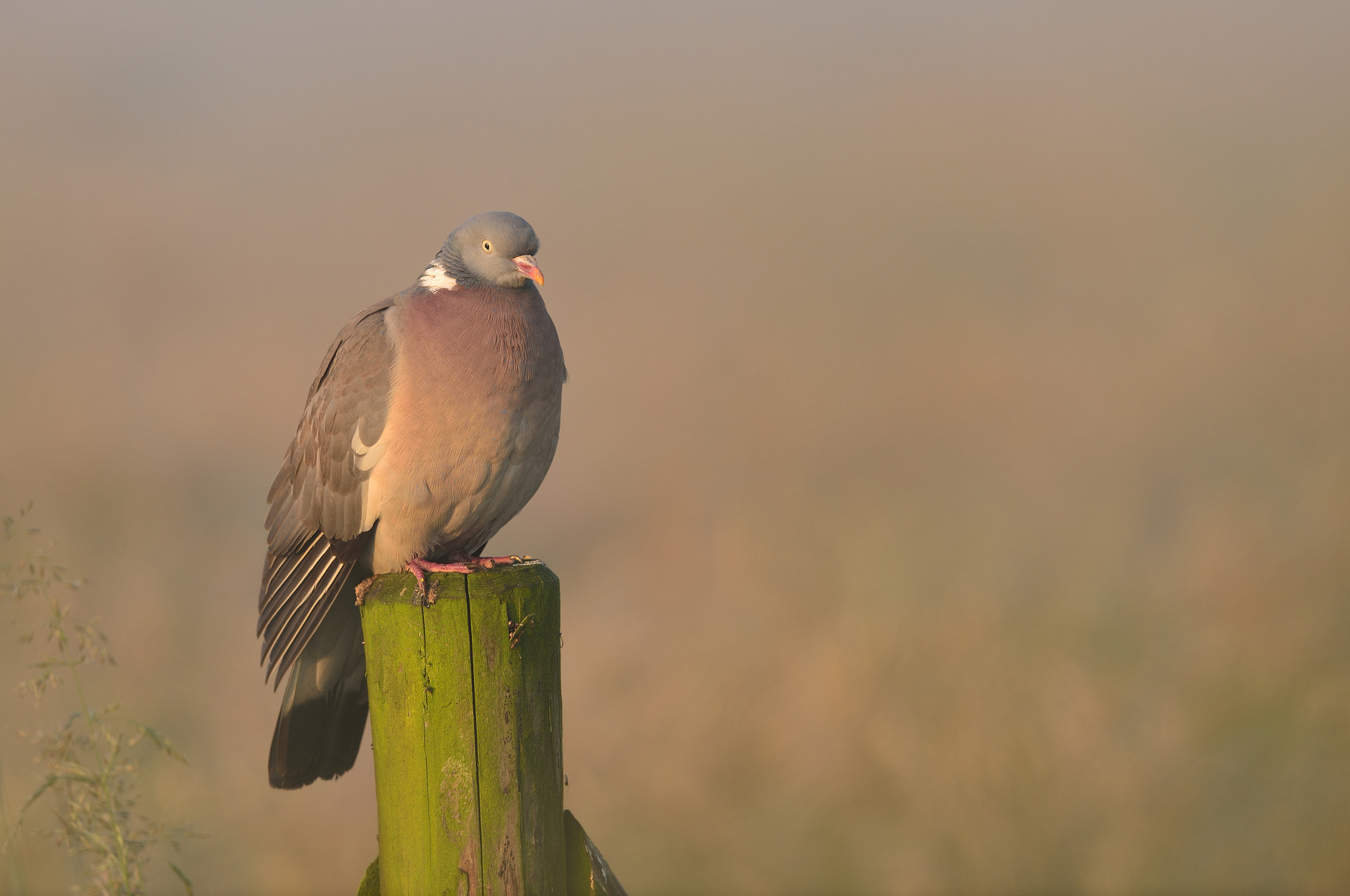 Nikon D600 + Nikon AF-S Nikkor 400mm F2.8D ED-IF II sample photo. Houtduif photography