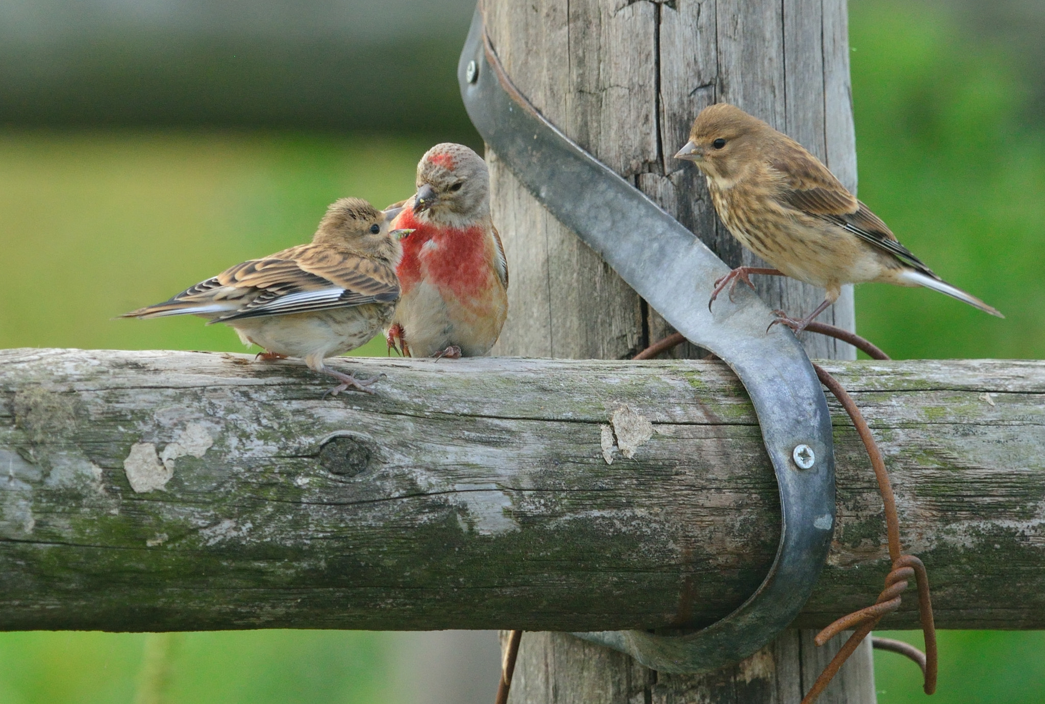 Nikon D600 + Nikon AF-S Nikkor 400mm F2.8D ED-IF II sample photo. Family kneu photography