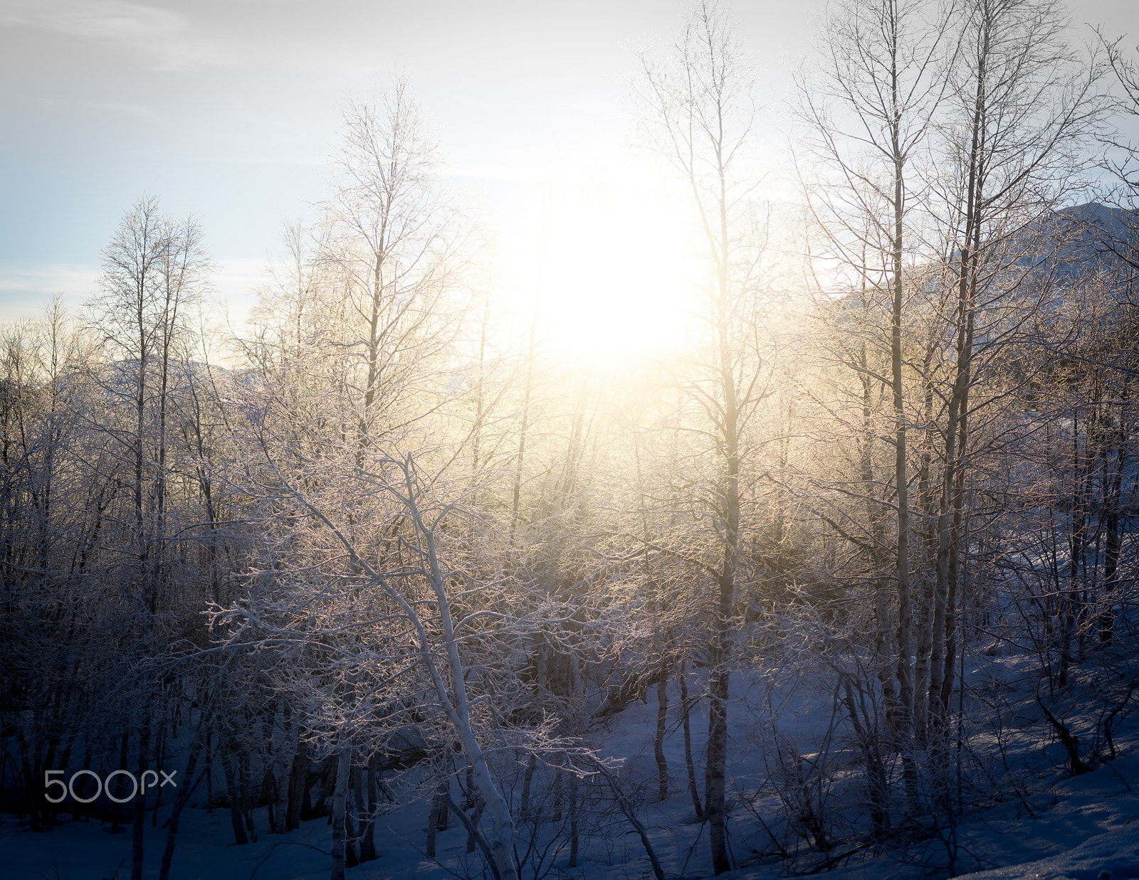 Pentax smc DA 35mm F2.8 Macro Limited sample photo. Norwegian winter woods 2 photography