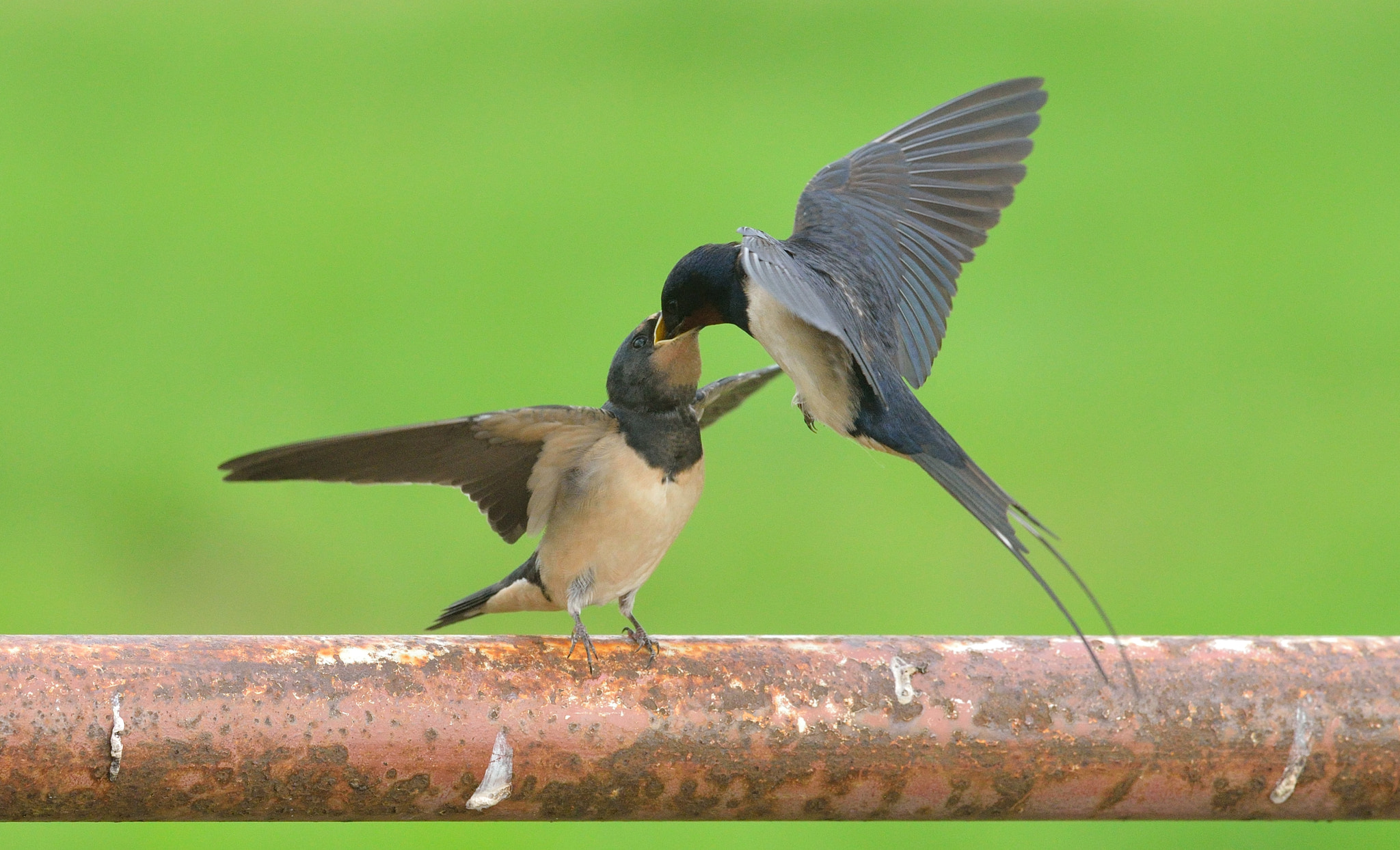 Nikon D600 + Nikon AF-S Nikkor 400mm F2.8D ED-IF II sample photo. Boerenzwaluwen photography