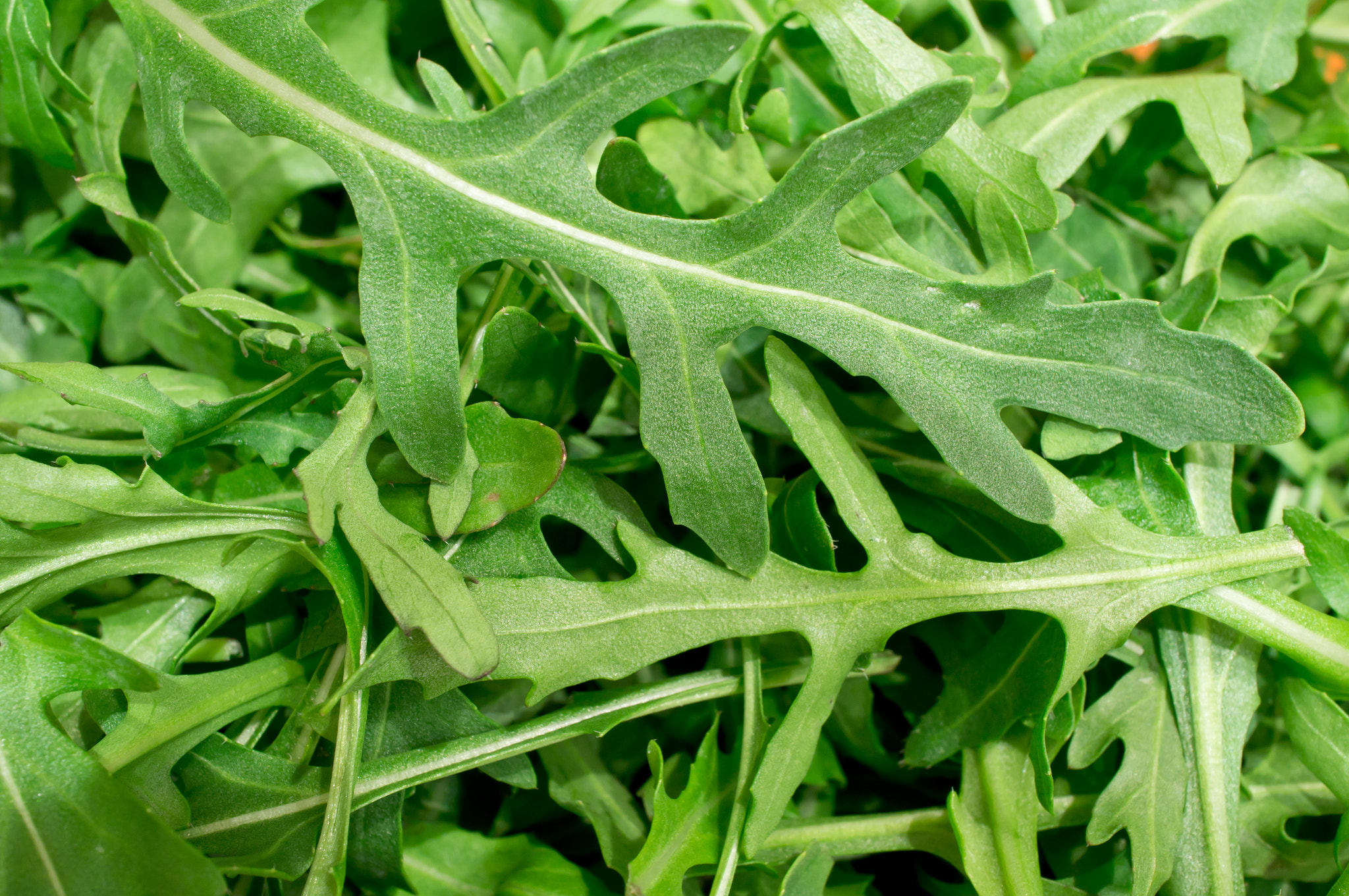 Sony Alpha NEX-5N + Sony E 30mm F3.5 Macro sample photo. Fresh rucola photography