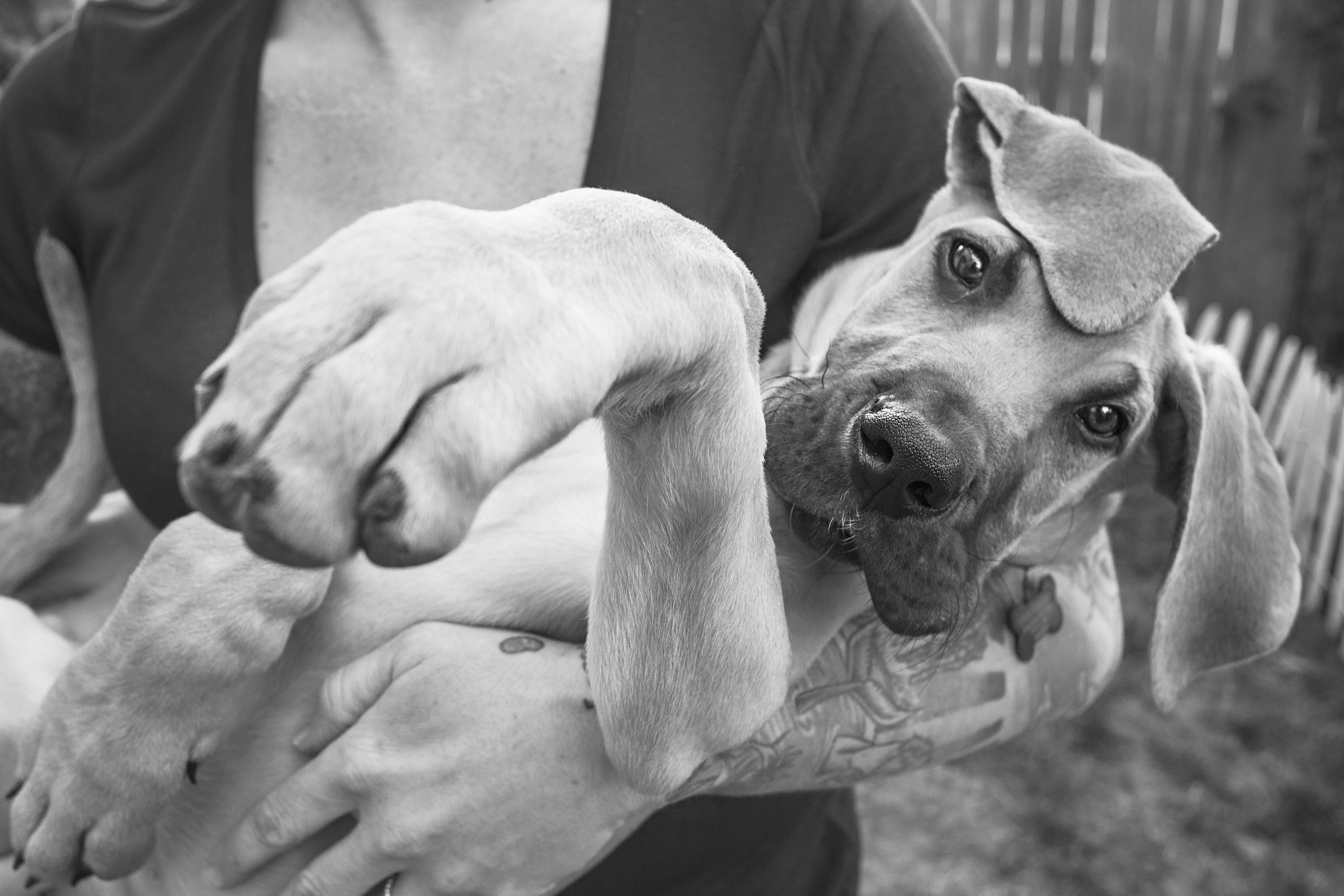 Canon EOS 600D (Rebel EOS T3i / EOS Kiss X5) + Canon EF 20mm F2.8 USM sample photo. A girl and her great dane puppy photography