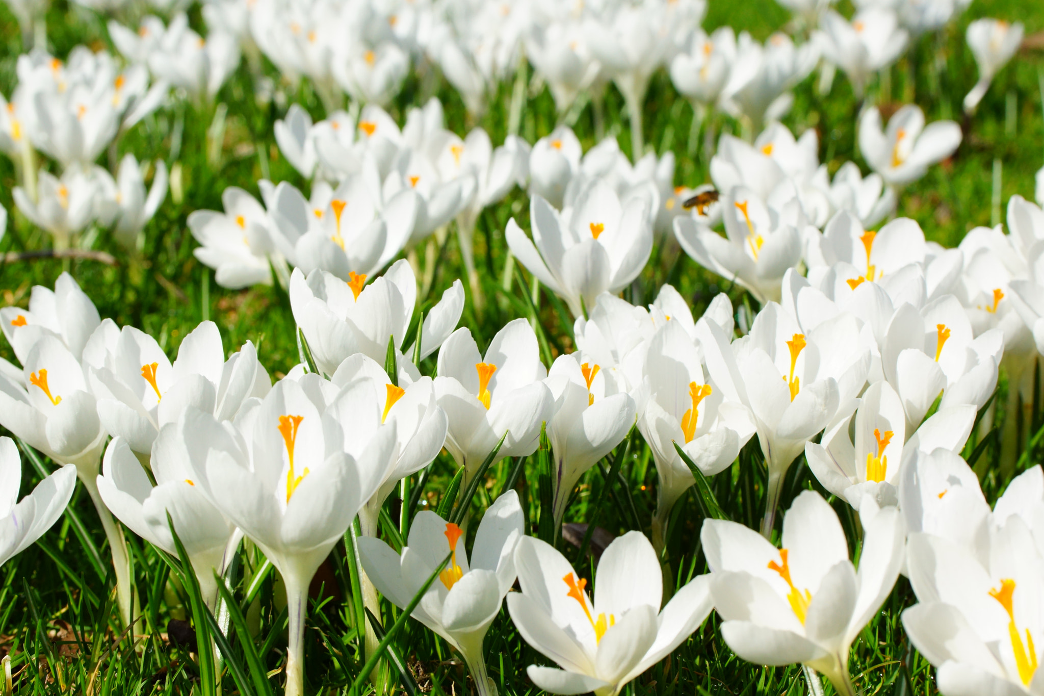 Sony SLT-A77 + Tamron Lens (255) sample photo. White crocus photography
