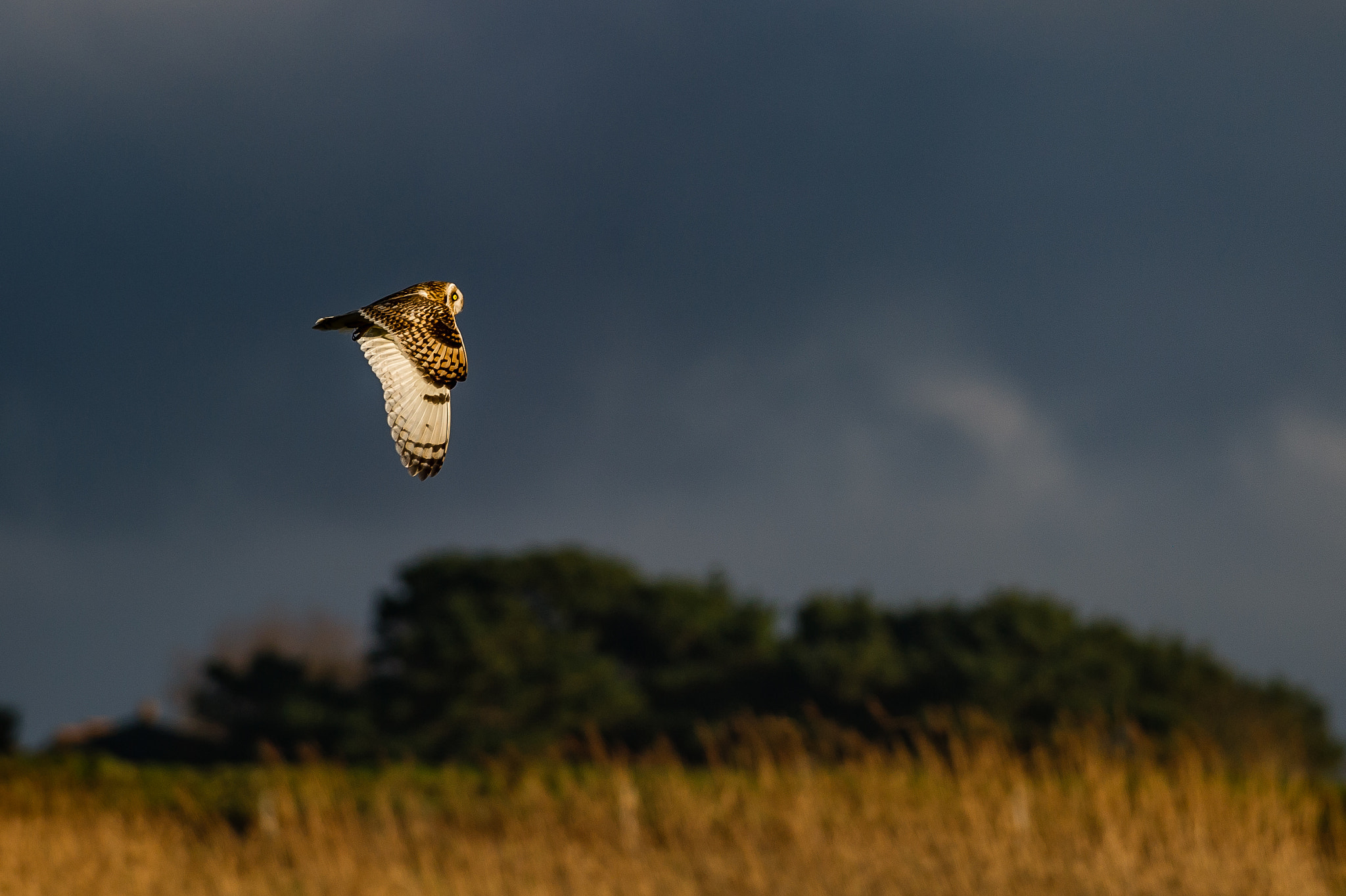 Nikon D3S + Nikon AF-S Nikkor 300mm F4D ED-IF sample photo. Short eared owl photography