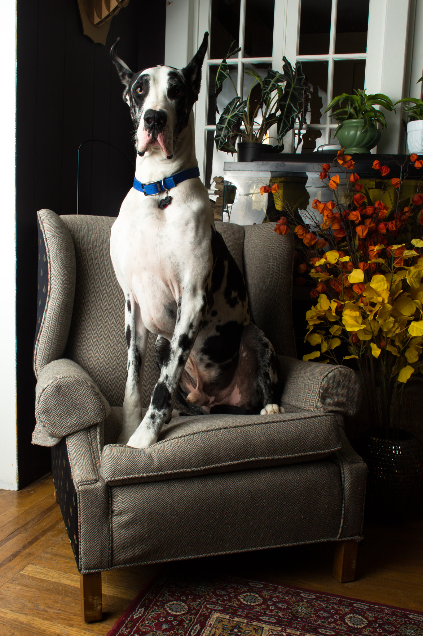 Canon EOS 600D (Rebel EOS T3i / EOS Kiss X5) + Canon EF 20mm F2.8 USM sample photo. A skinny cow sitting on a chair photography