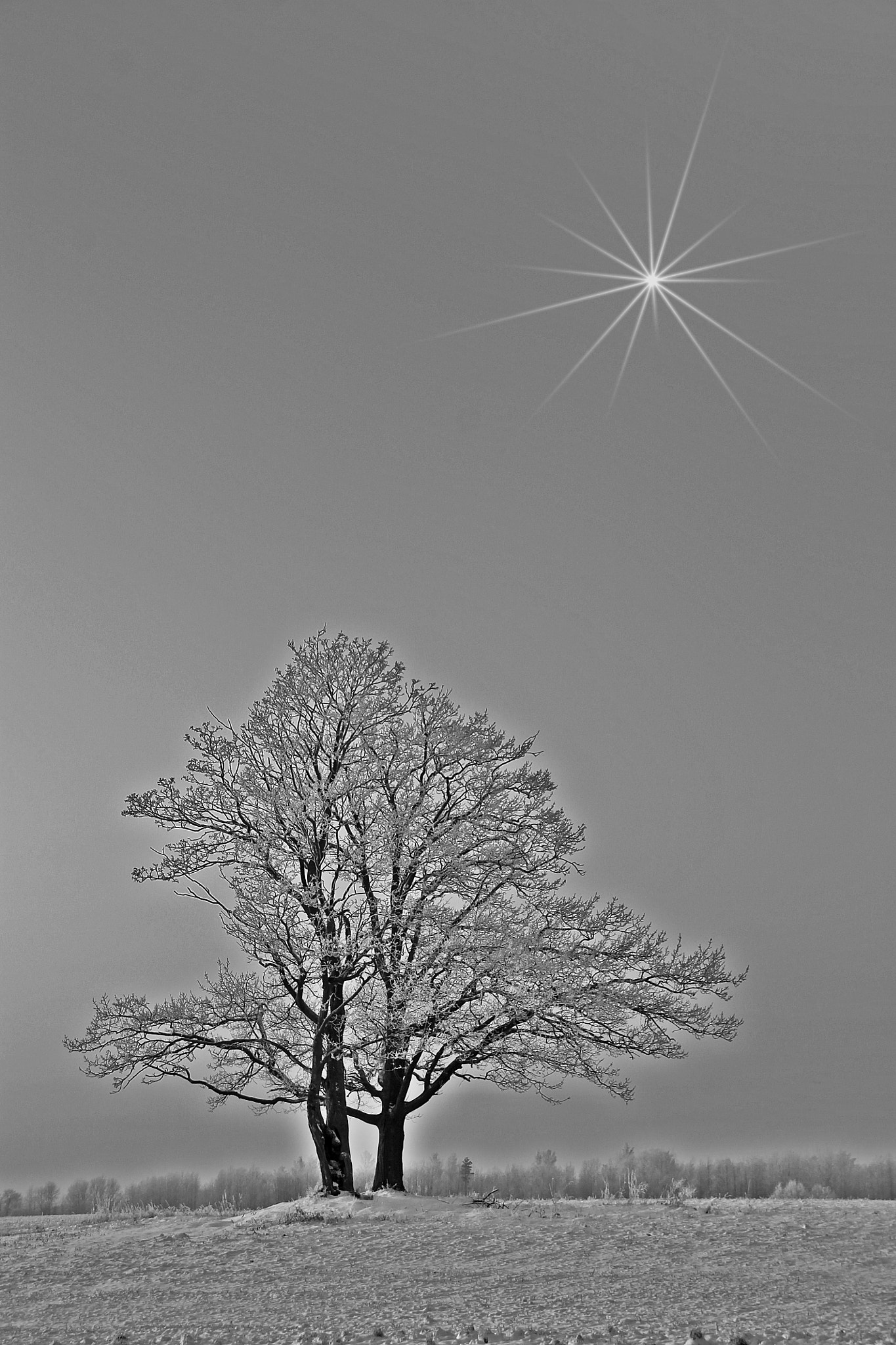 Canon EOS 1100D (EOS Rebel T3 / EOS Kiss X50) + Canon EF 70-200mm F2.8L IS USM sample photo. A tree and a star.. photography