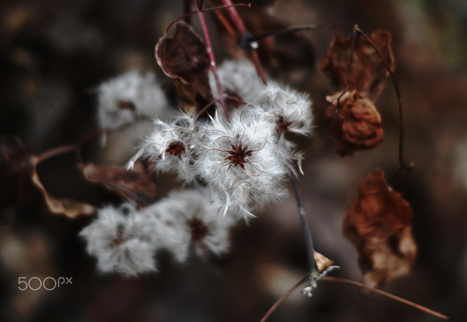 Canon EF 70-210mm f/3.5-4.5 USM sample photo. White cottonish plant photography