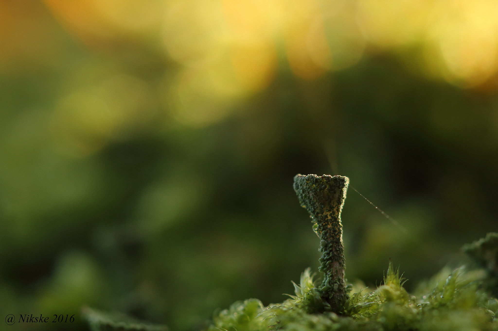 Canon EOS 700D (EOS Rebel T5i / EOS Kiss X7i) + Canon EF 100mm F2.8 Macro USM sample photo. Bekermos / cladonia photography