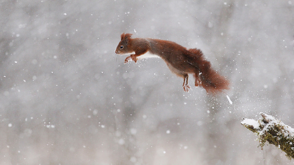 Canon EOS 60D + Canon EF 200mm F2.8L II USM sample photo. Cannonball photography