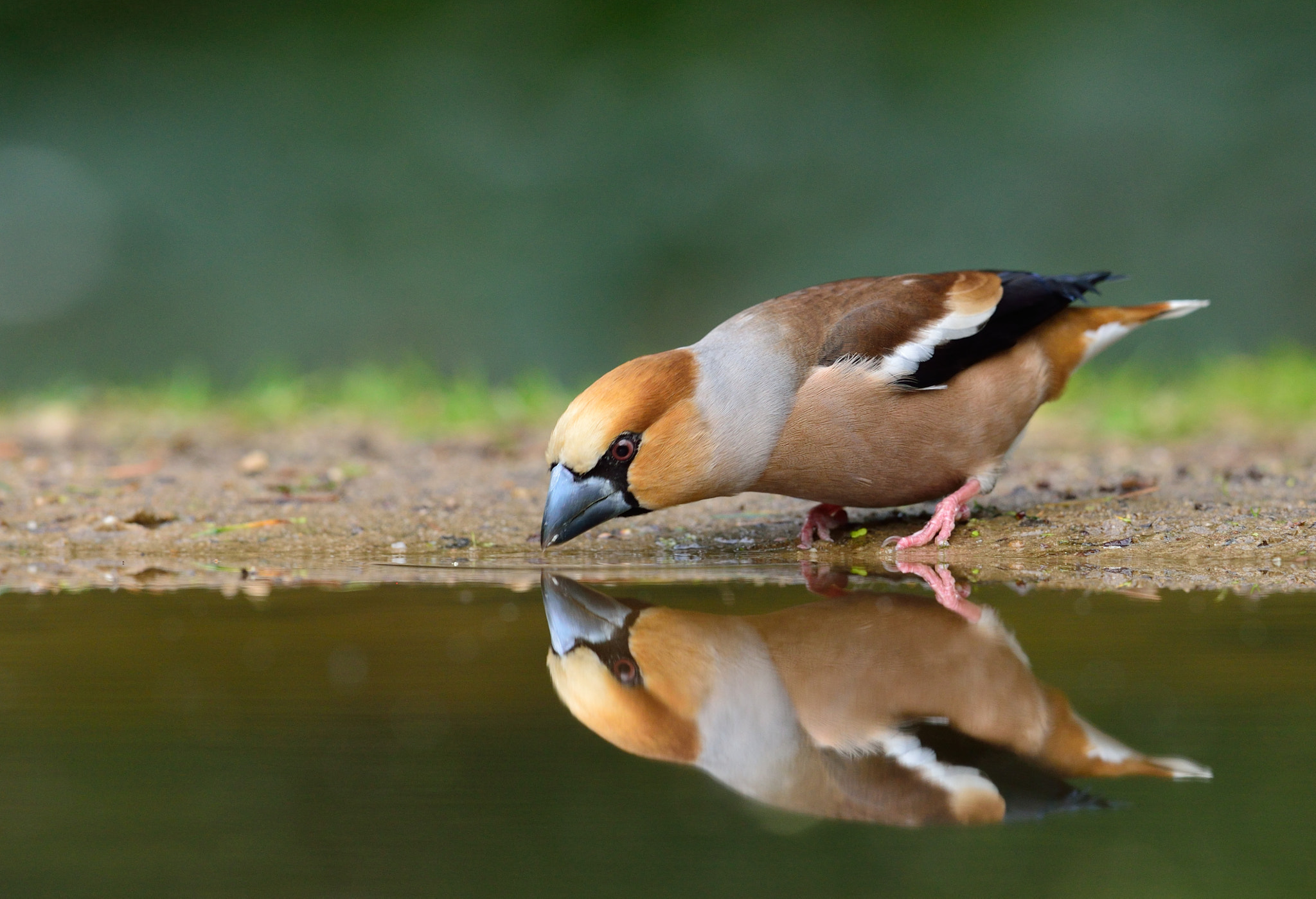 Nikon AF-S Nikkor 400mm F2.8D ED-IF II sample photo. Appelvink photography