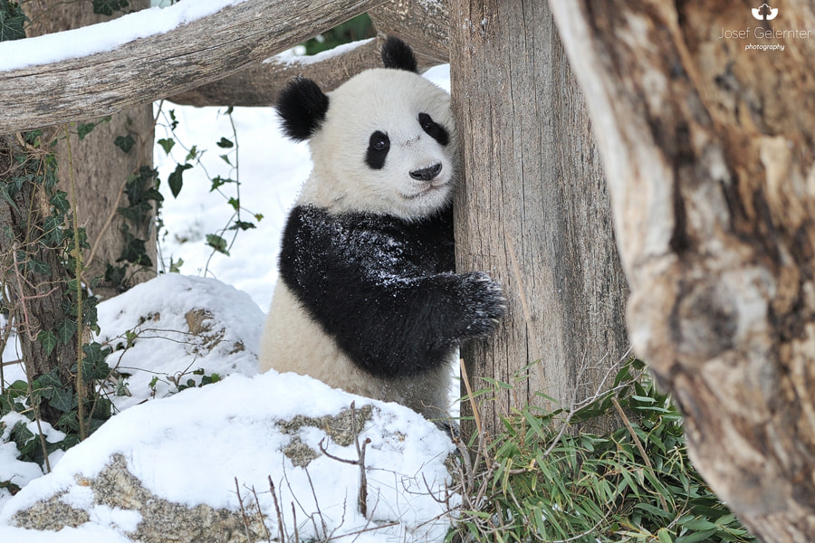 Nikon D3S sample photo. Panda tree hug photography
