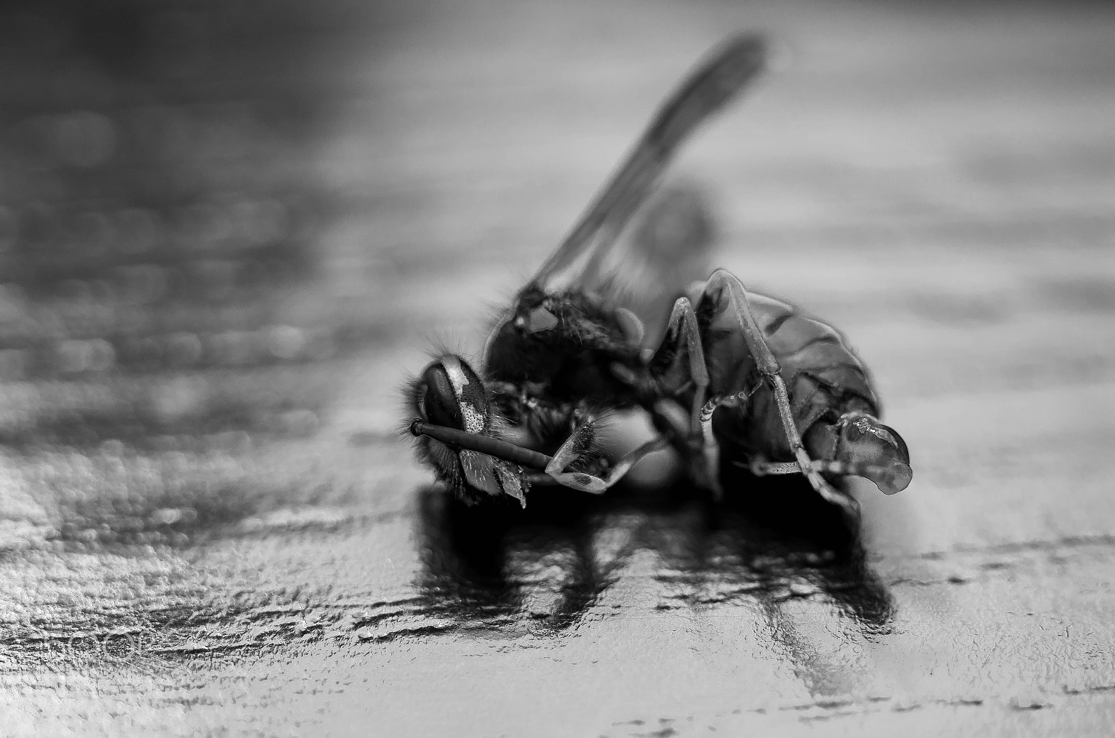Pentax smc DA 35mm F2.8 Macro Limited sample photo. Metal wasp (unfortunately dead) :/ photography