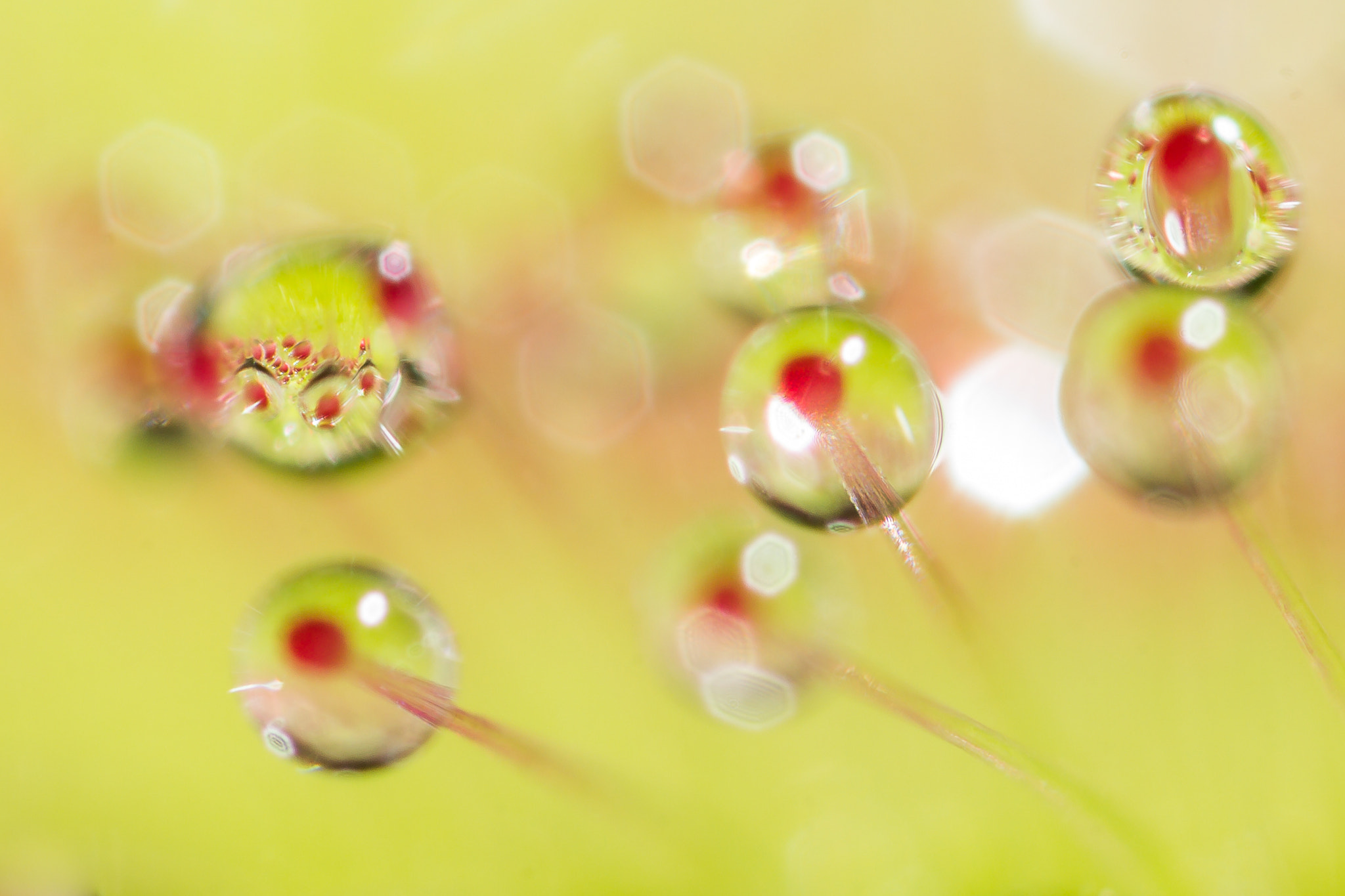 Canon MP-E 65mm F2.5 1-5x Macro Photo sample photo. Field drops in a drop photography