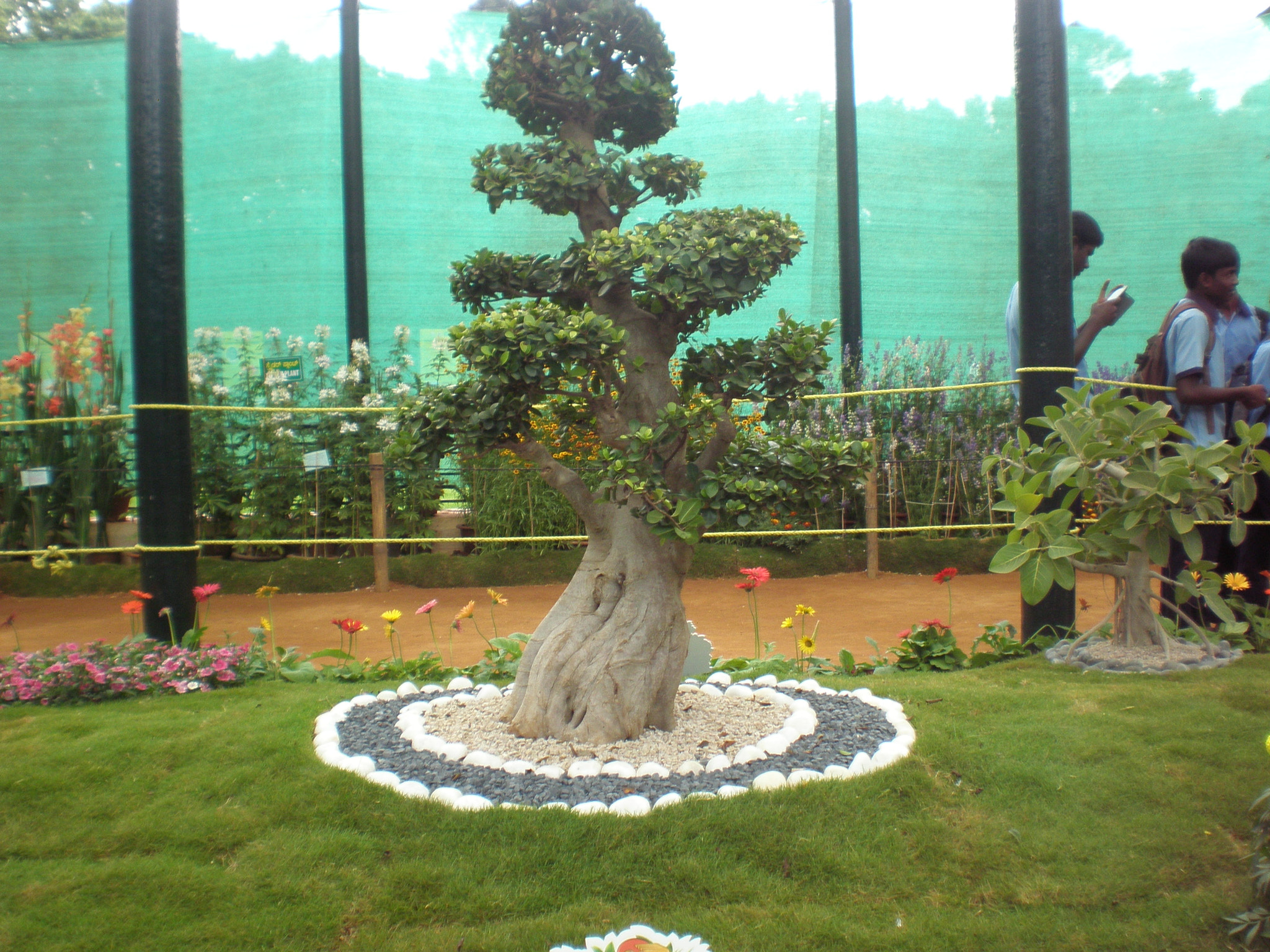 Olympus FE280,X820,C520 sample photo. Flowershow photography