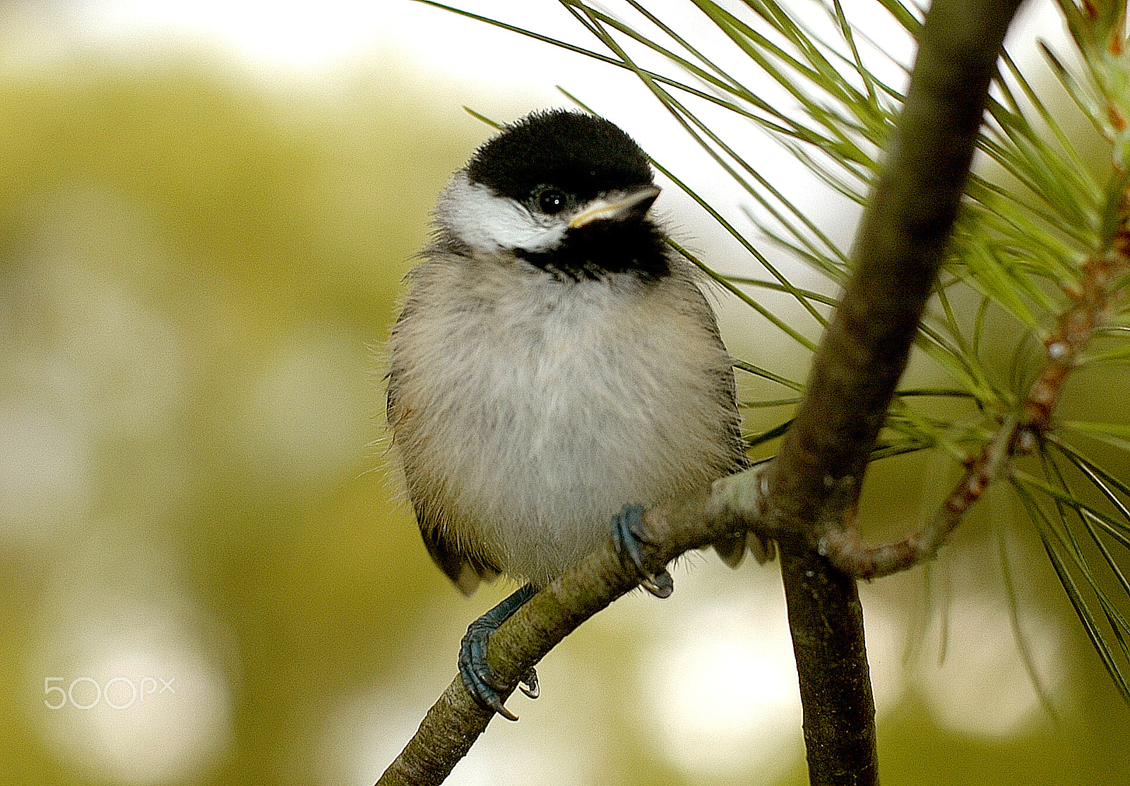 Nikon D100 + Nikon AF Nikkor 50mm F1.4D sample photo. Baby bird perched in pine photography