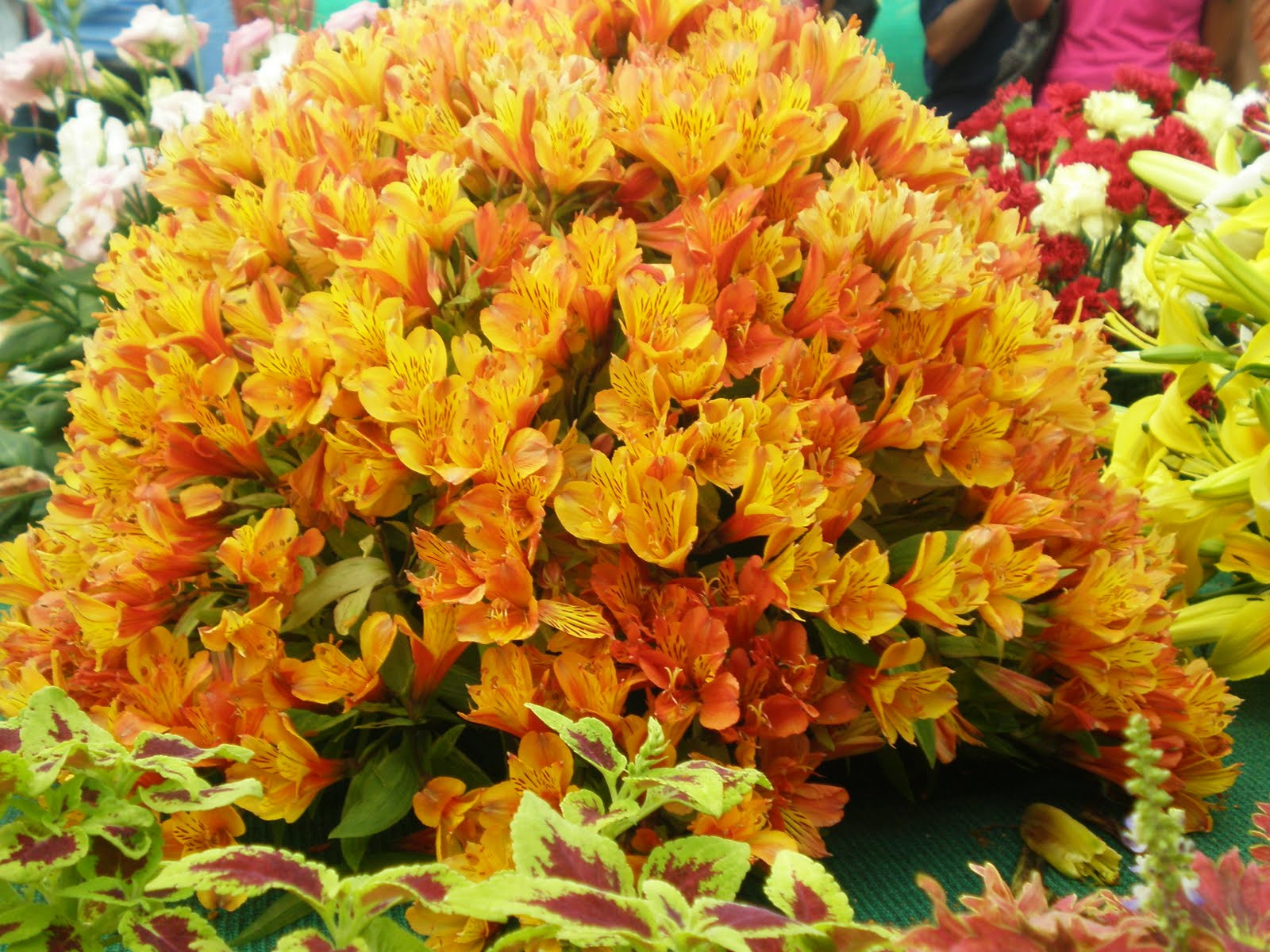 Olympus FE280,X820,C520 sample photo. Flowershow photography