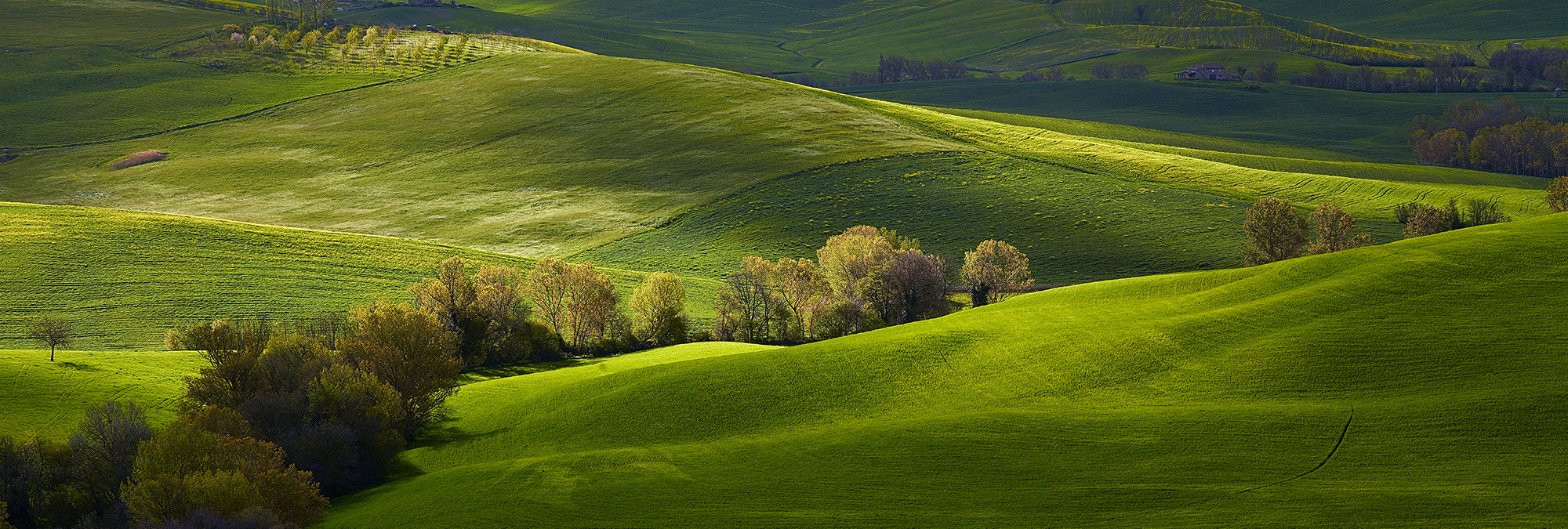 Phase One IQ160 + Schneider LS 150mm f/3.5 sample photo. Spring light in tuscany photography
