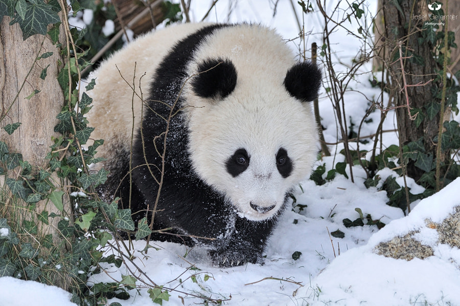 Nikon D3S sample photo. Little panda hurry photography